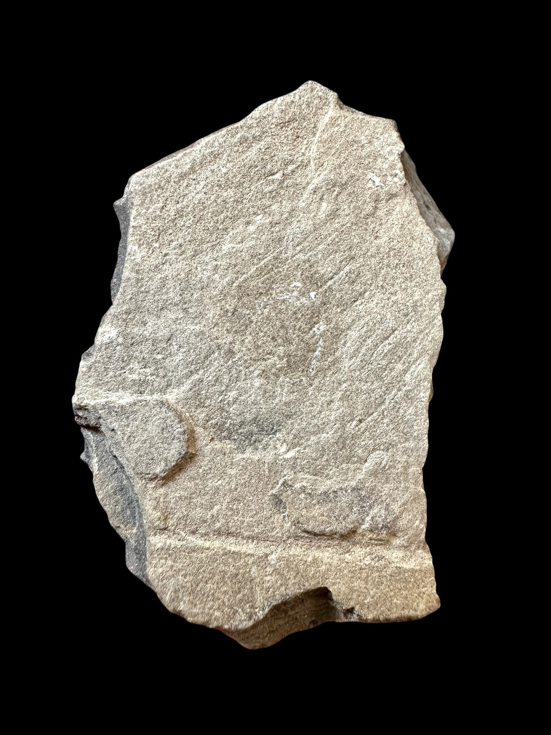 Trilobite Elrathia Kingii – Utah, USA - TUSA12