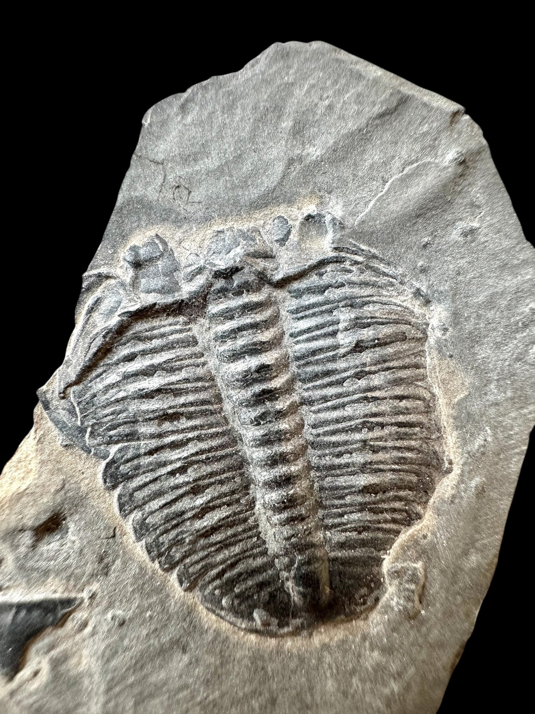 Trilobite Elrathia Kingii – Utah, USA - TUSA12