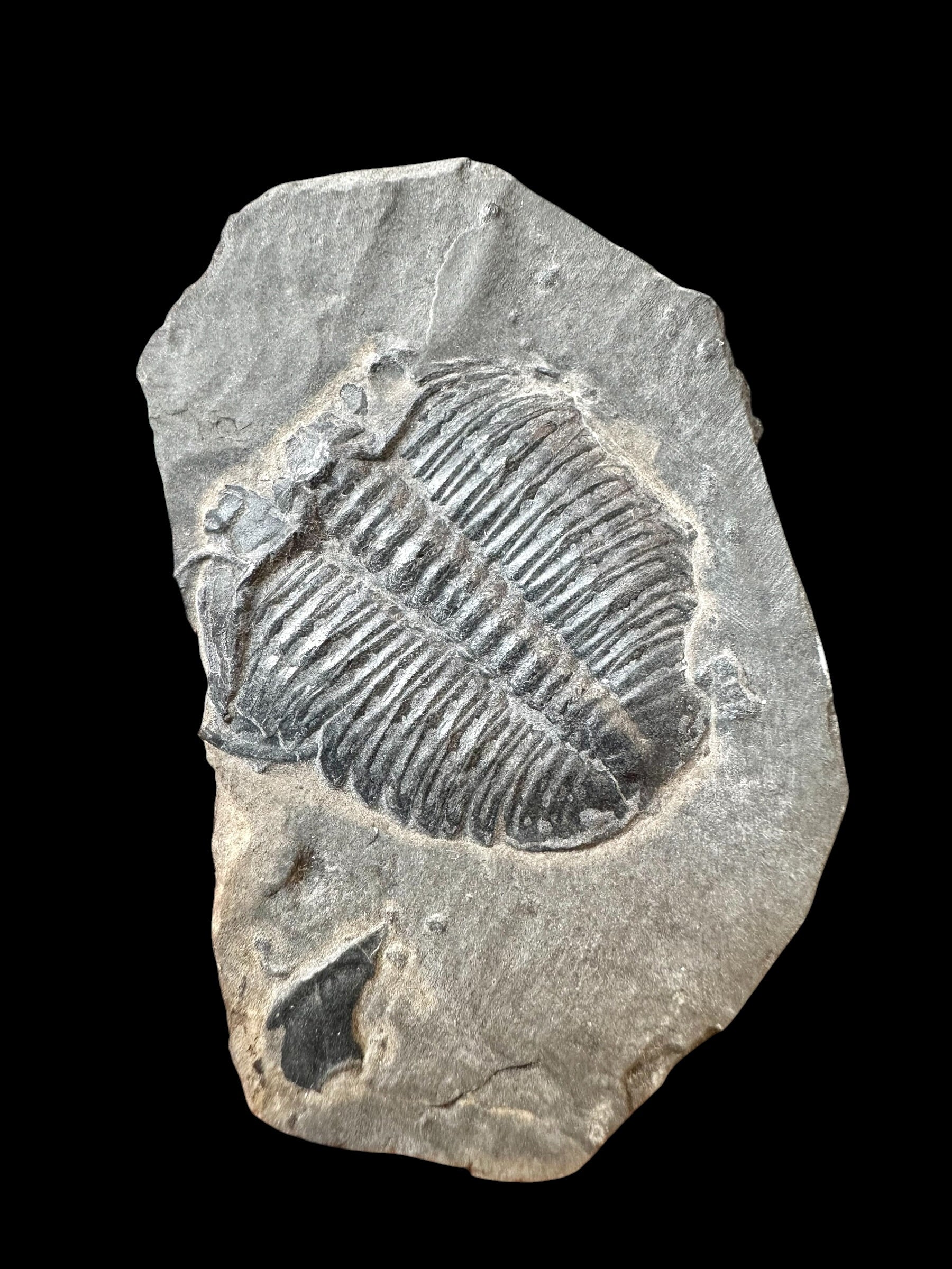 Trilobite Elrathia Kingii – Utah, USA