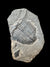 Fossili