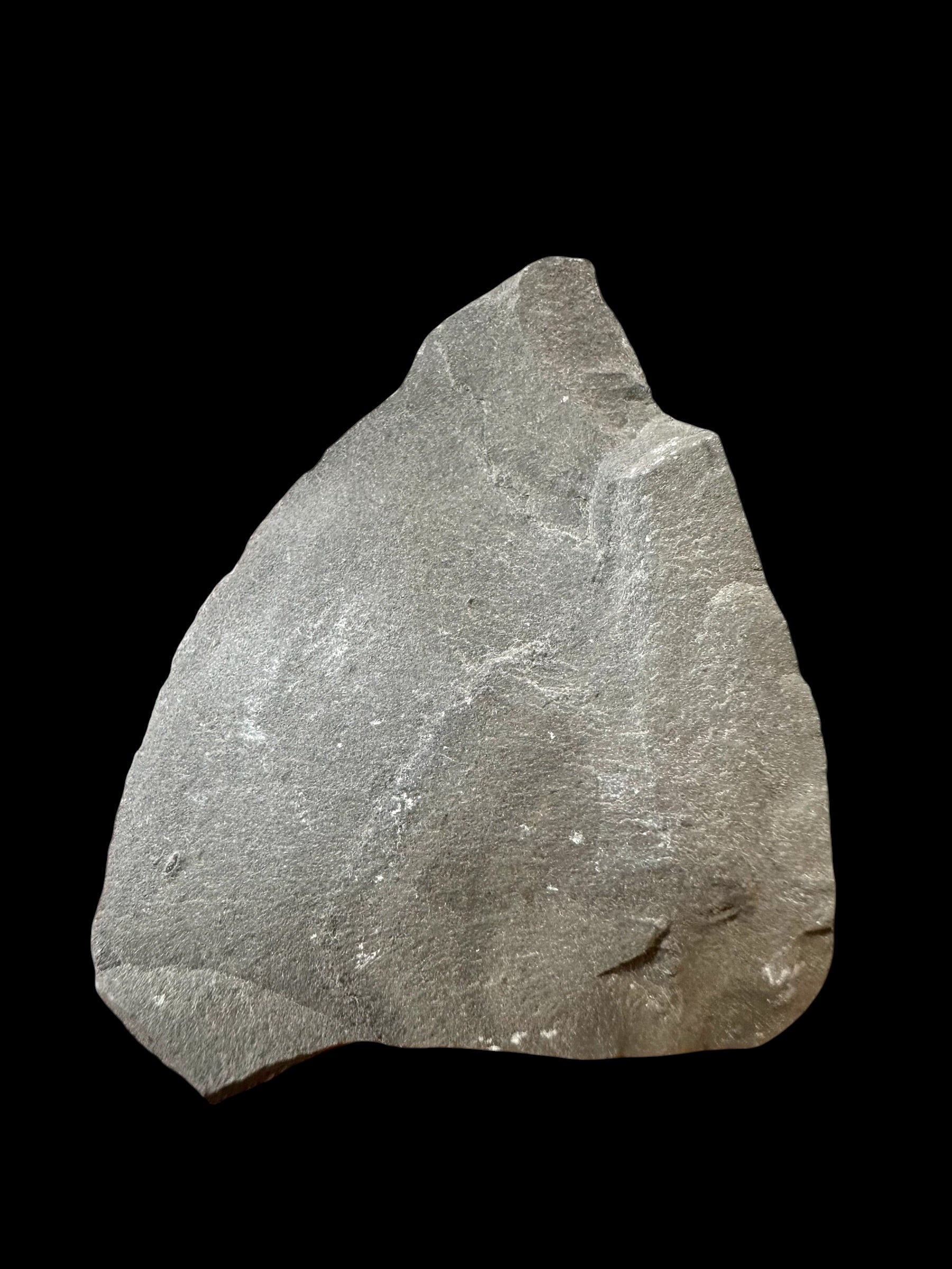 Trilobite Elrathia Kingii – Utah, USA - TUSA13