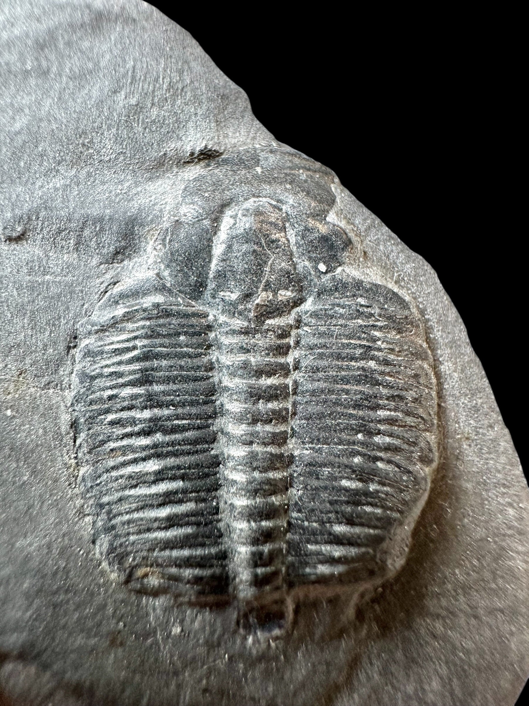 Trilobite Elrathia Kingii – Utah, USA - TUSA13