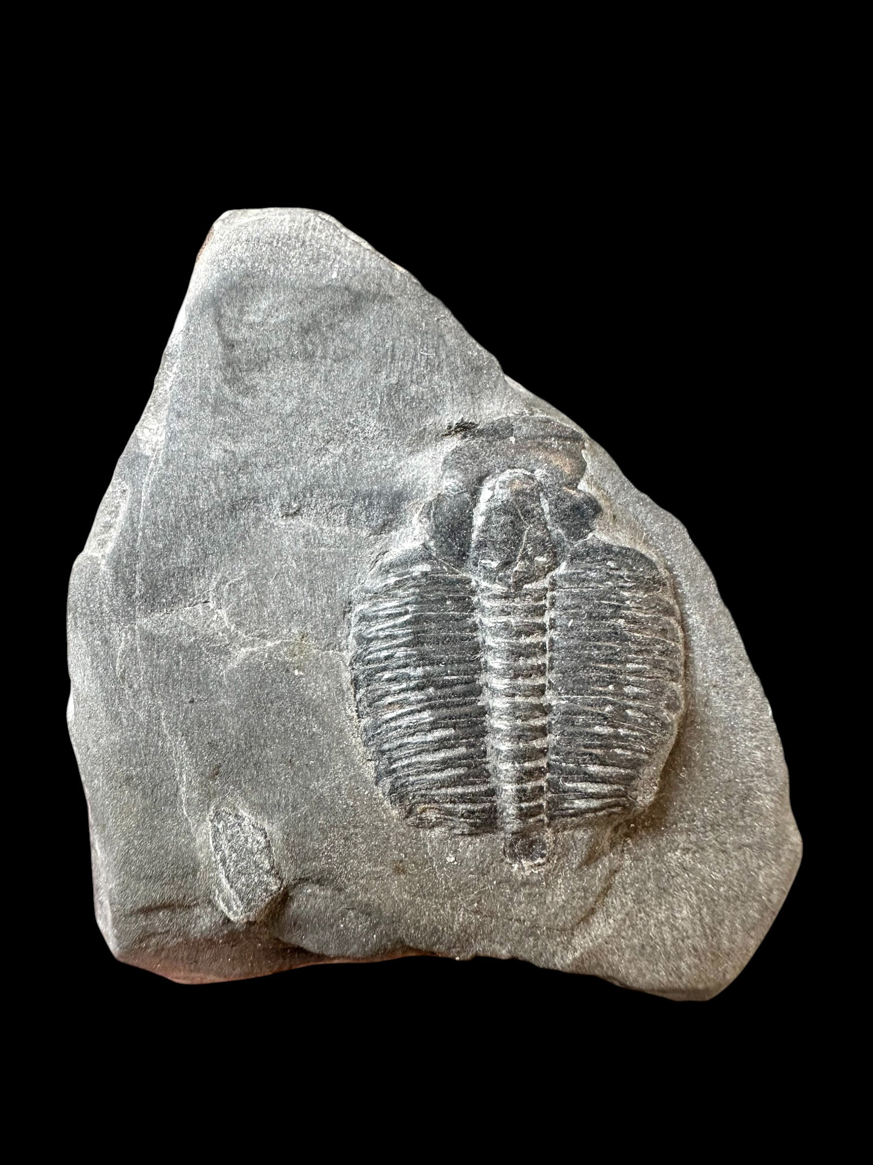 Trilobite Elrathia Kingii – Utah, USA
