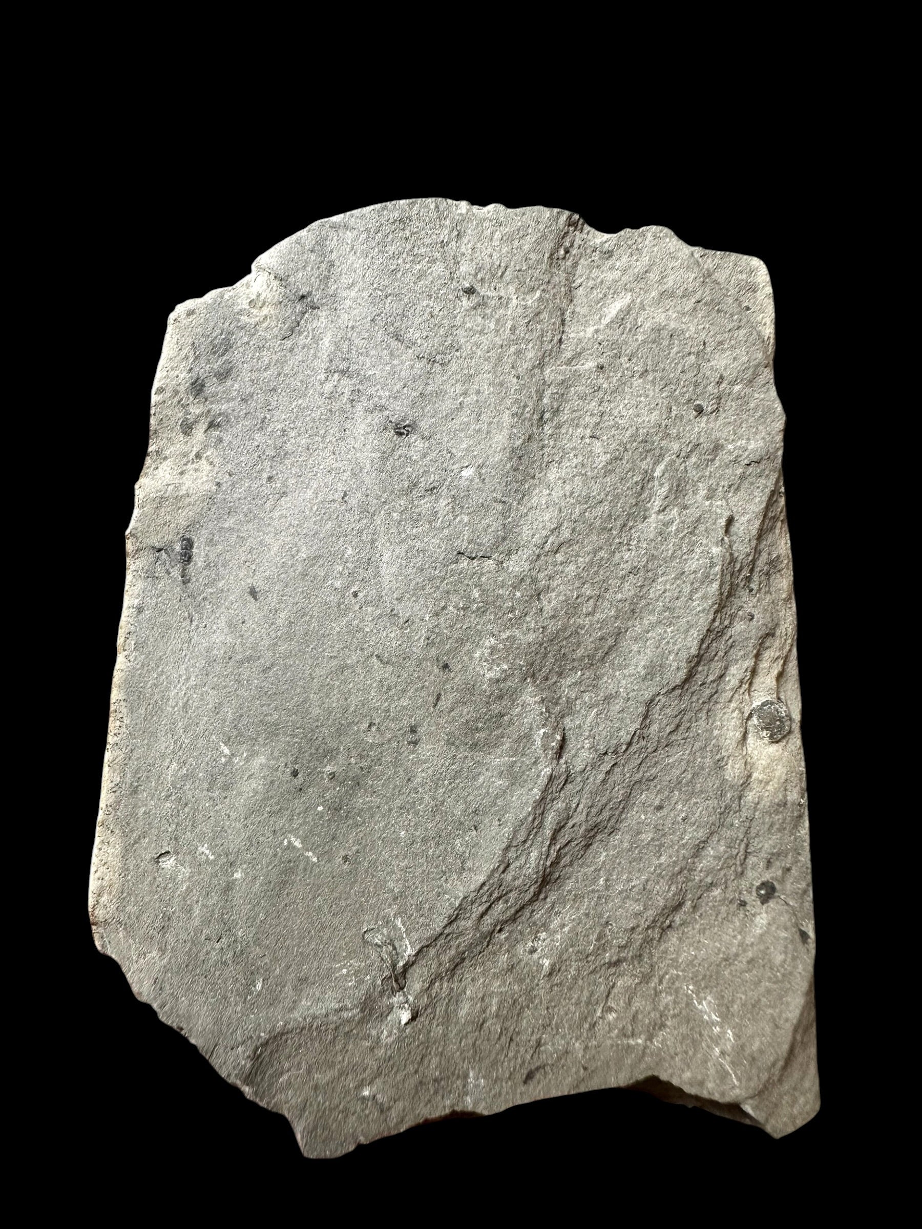 Trilobite Elrathia Kingii – Utah, USA - TUSA14