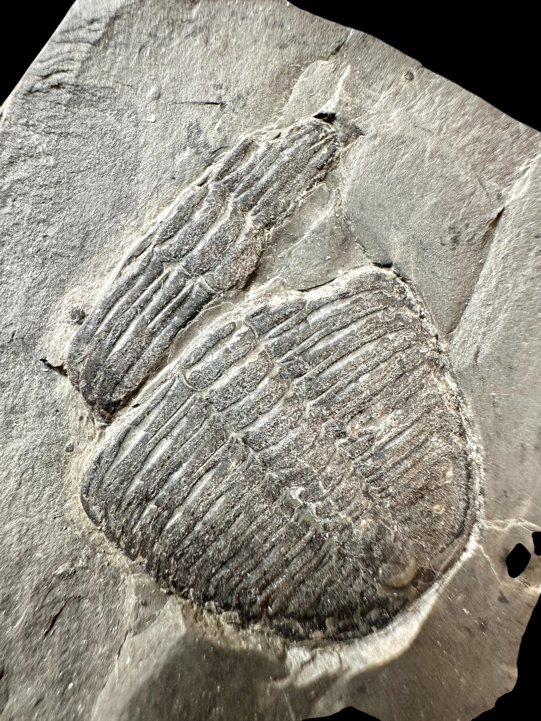 Trilobite Elrathia Kingii – Utah, USA - TUSA14
