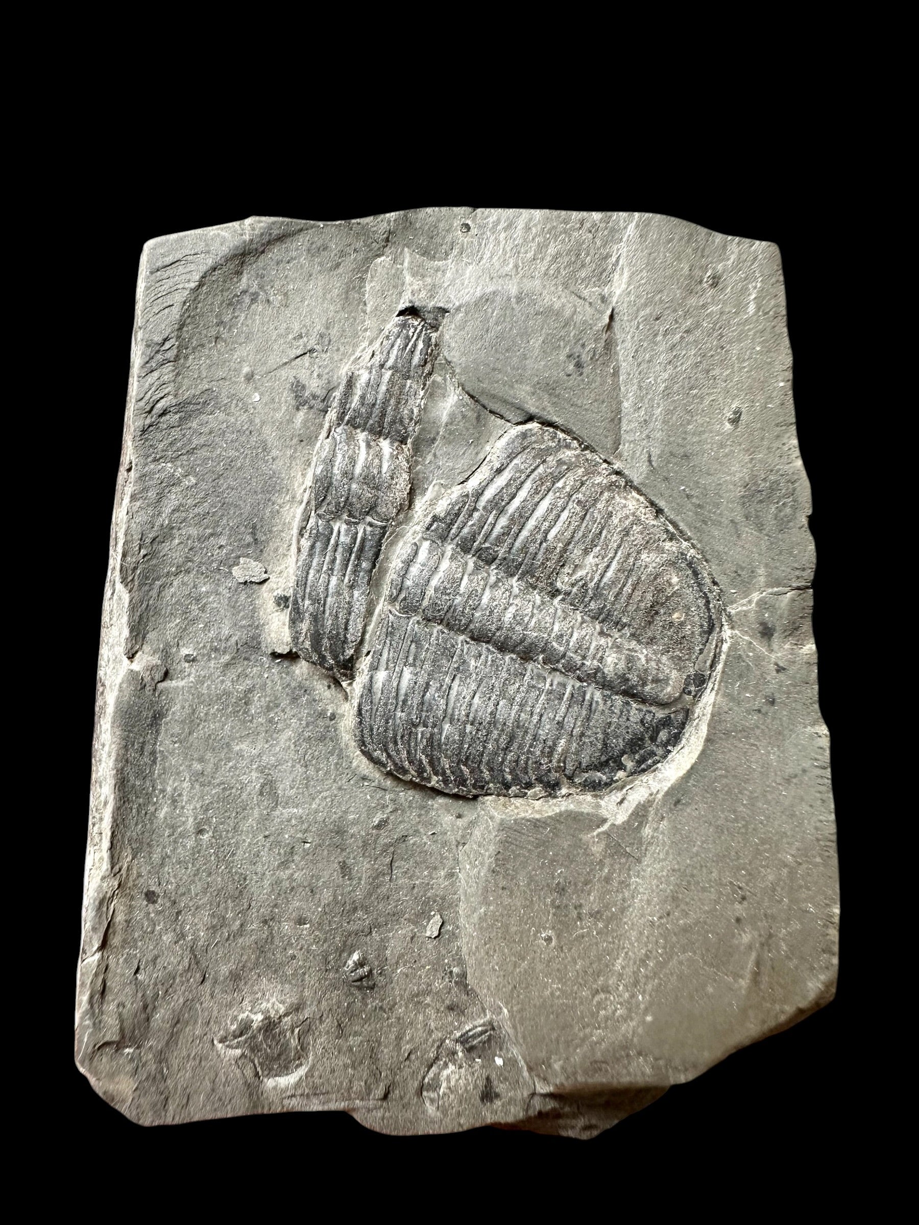 Trilobite Elrathia Kingii – Utah, USA