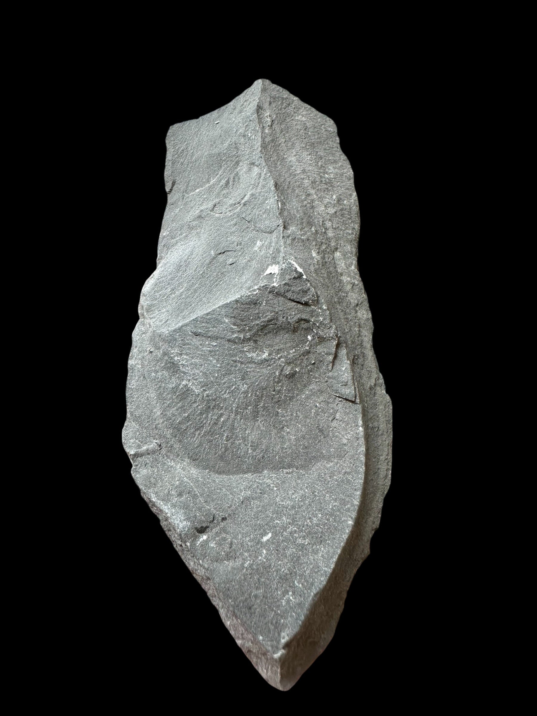 Trilobite Elrathia Kingii – Utah, USA - TUSA15