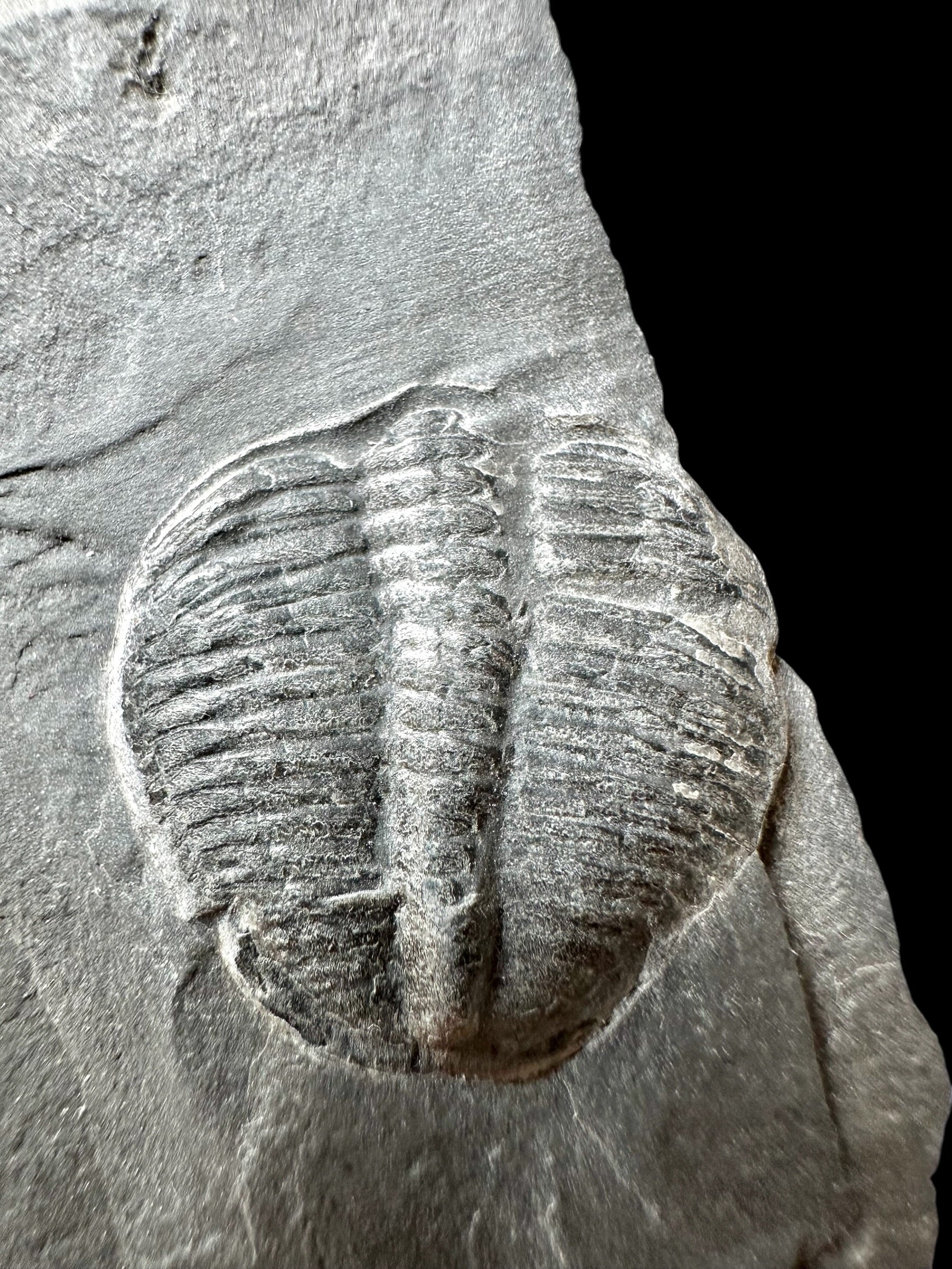 Trilobite Elrathia Kingii – Utah, USA - TUSA15