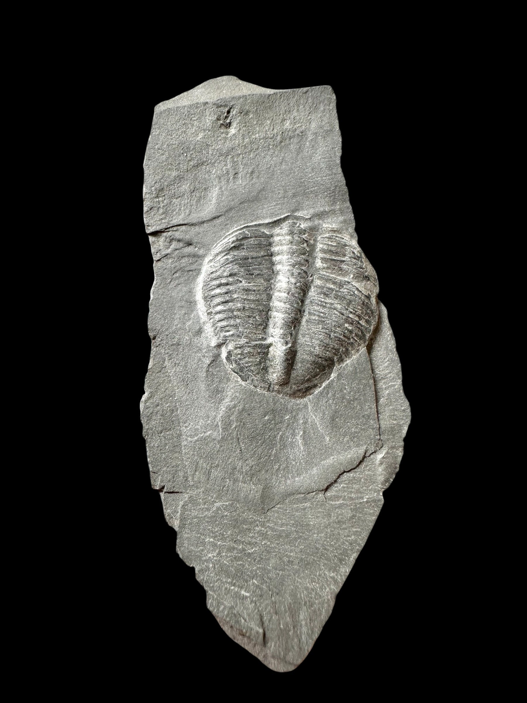 Trilobite Elrathia Kingii – Utah, USA