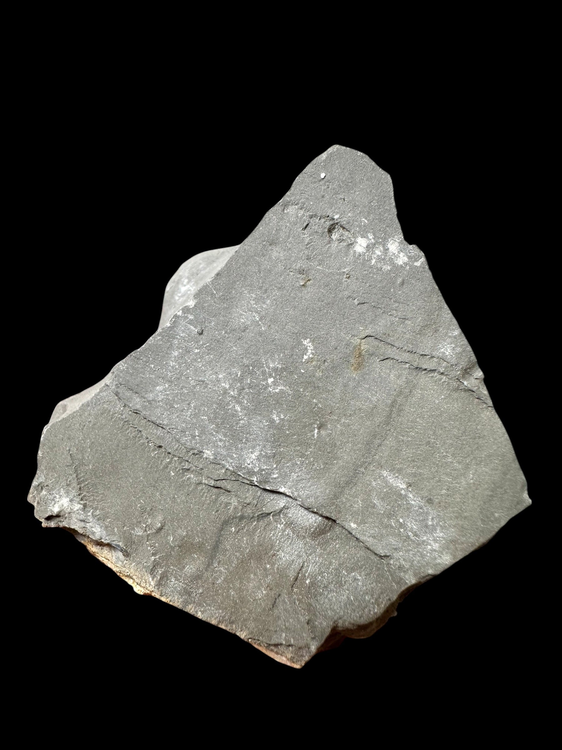 Trilobite Elrathia Kingii – Utah, USA - TUSA16