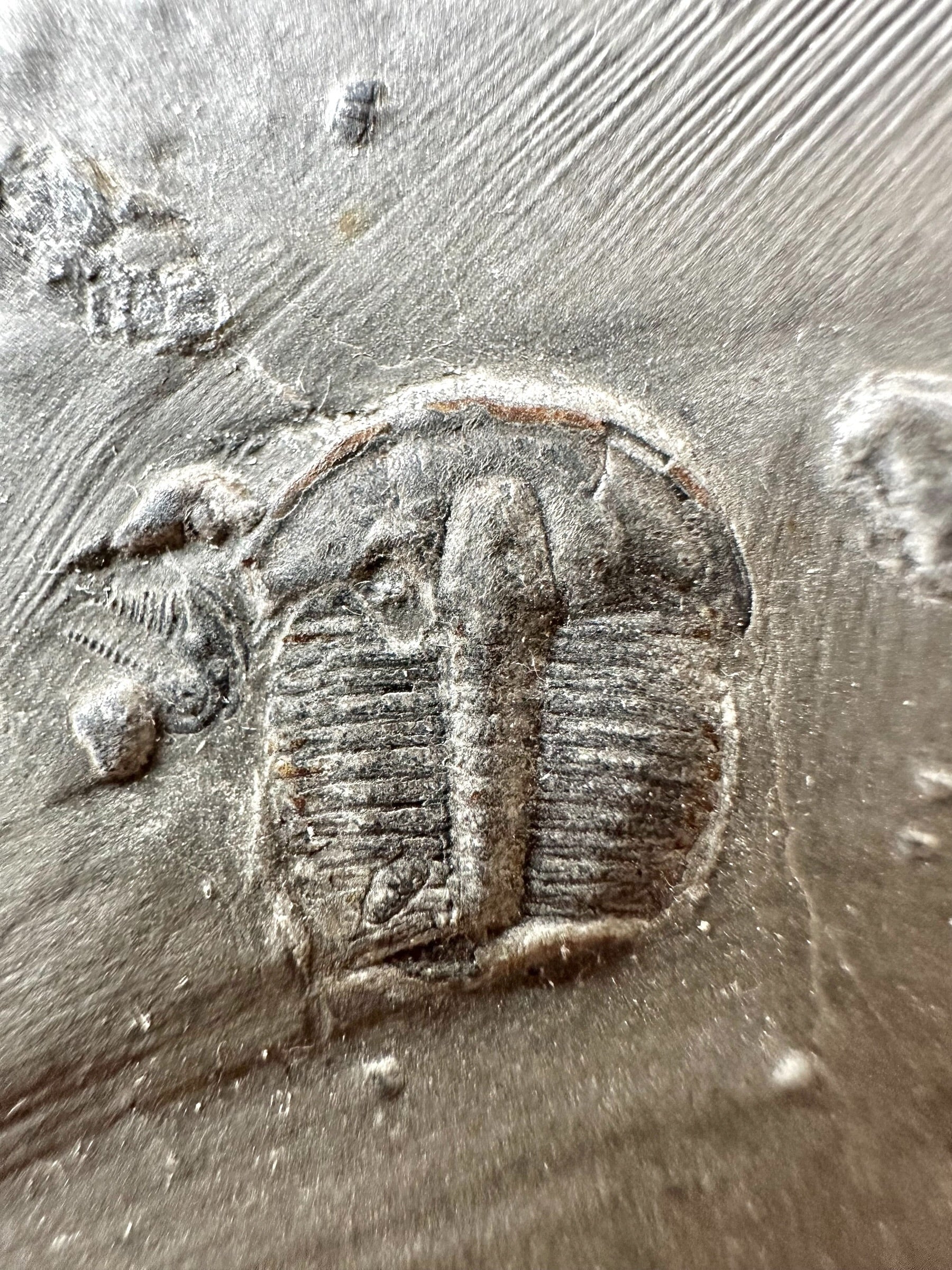 Trilobite Elrathia Kingii – Utah, USA - TUSA16