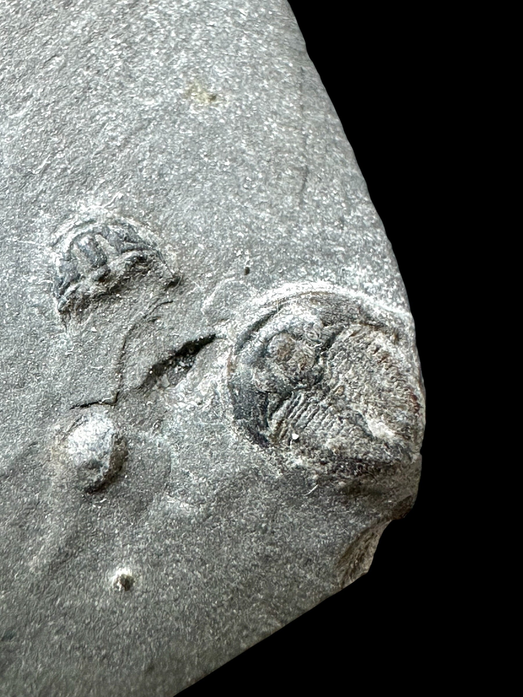 Trilobite Elrathia Kingii – Utah, USA - TUSA16