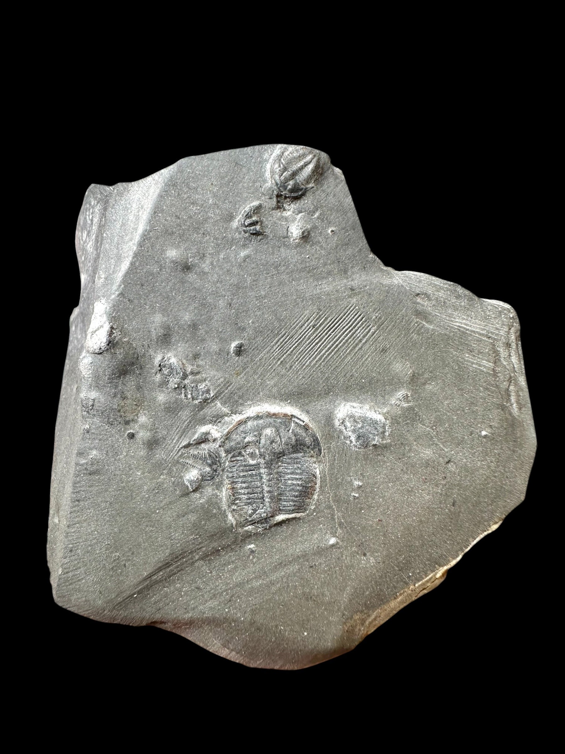 Trilobite Elrathia Kingii – Utah, USA