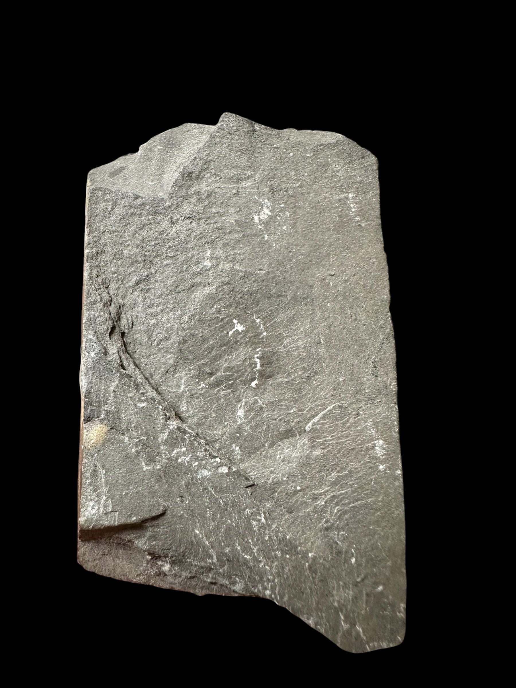 Trilobite Elrathia Kingii – Utah, USA - TUSA17