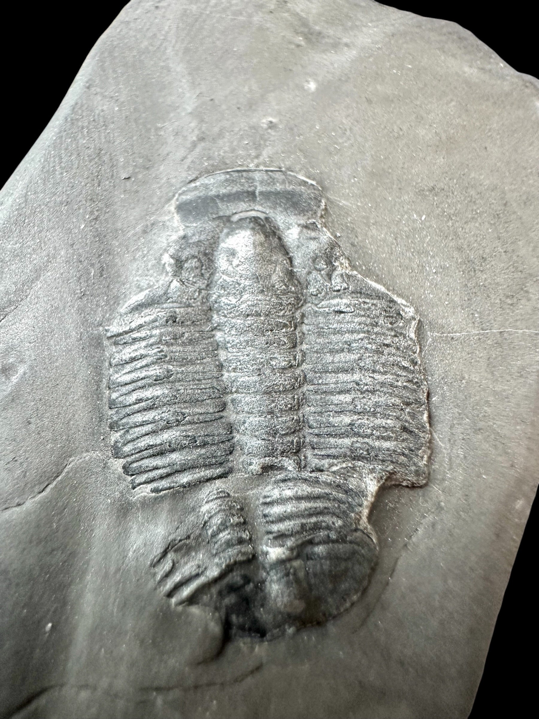Trilobite Elrathia Kingii – Utah, USA - TUSA17