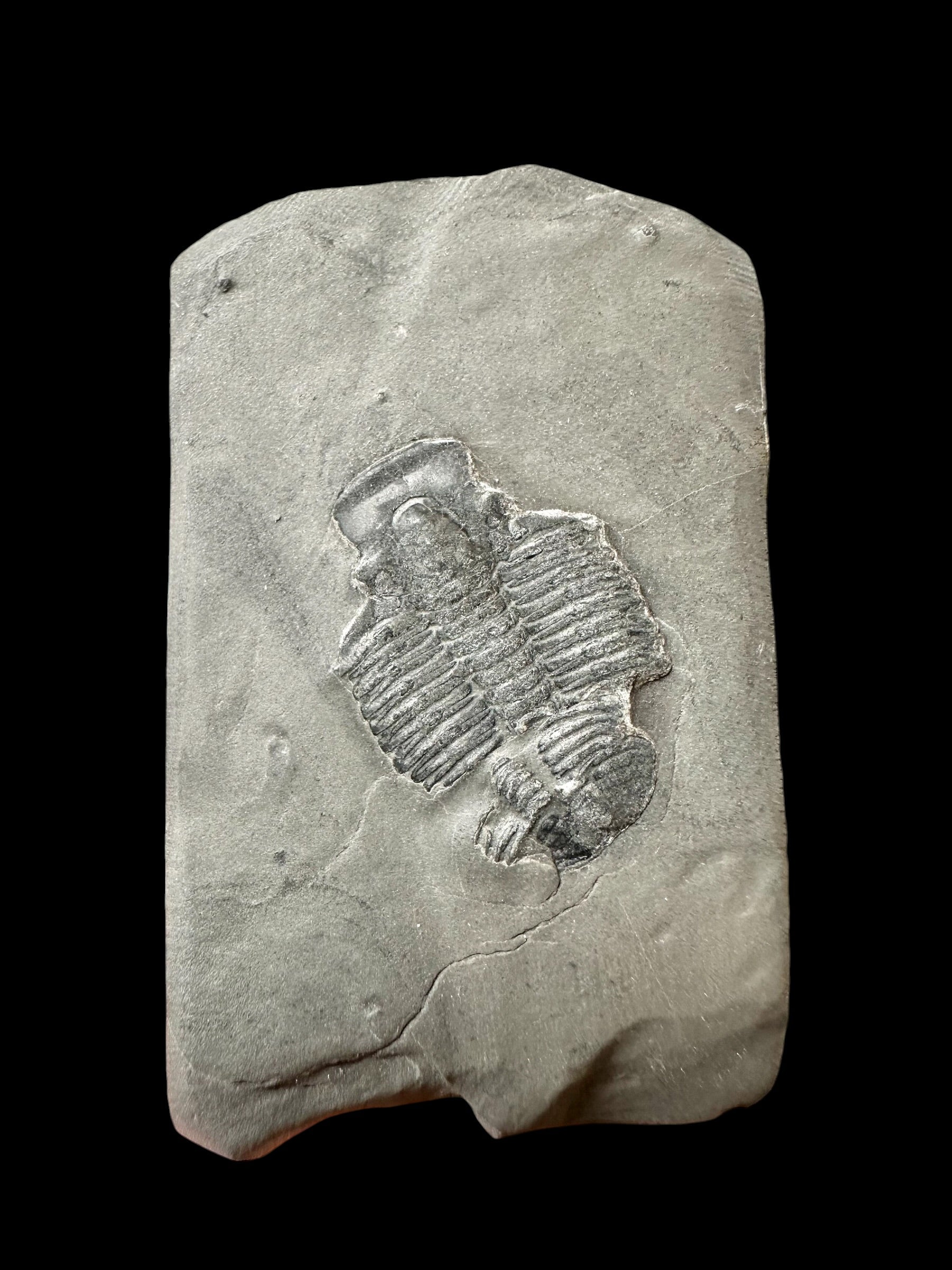 Trilobite Elrathia Kingii – Utah, USA