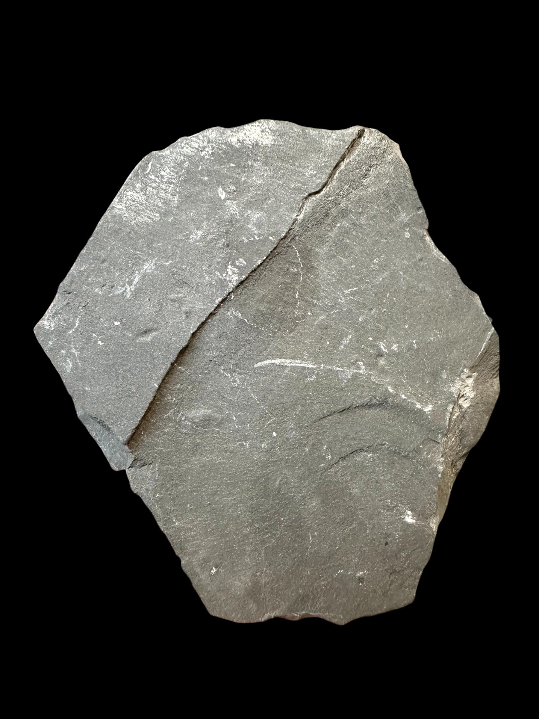 Trilobite Elrathia Kingii – Utah, USA - TUSA18