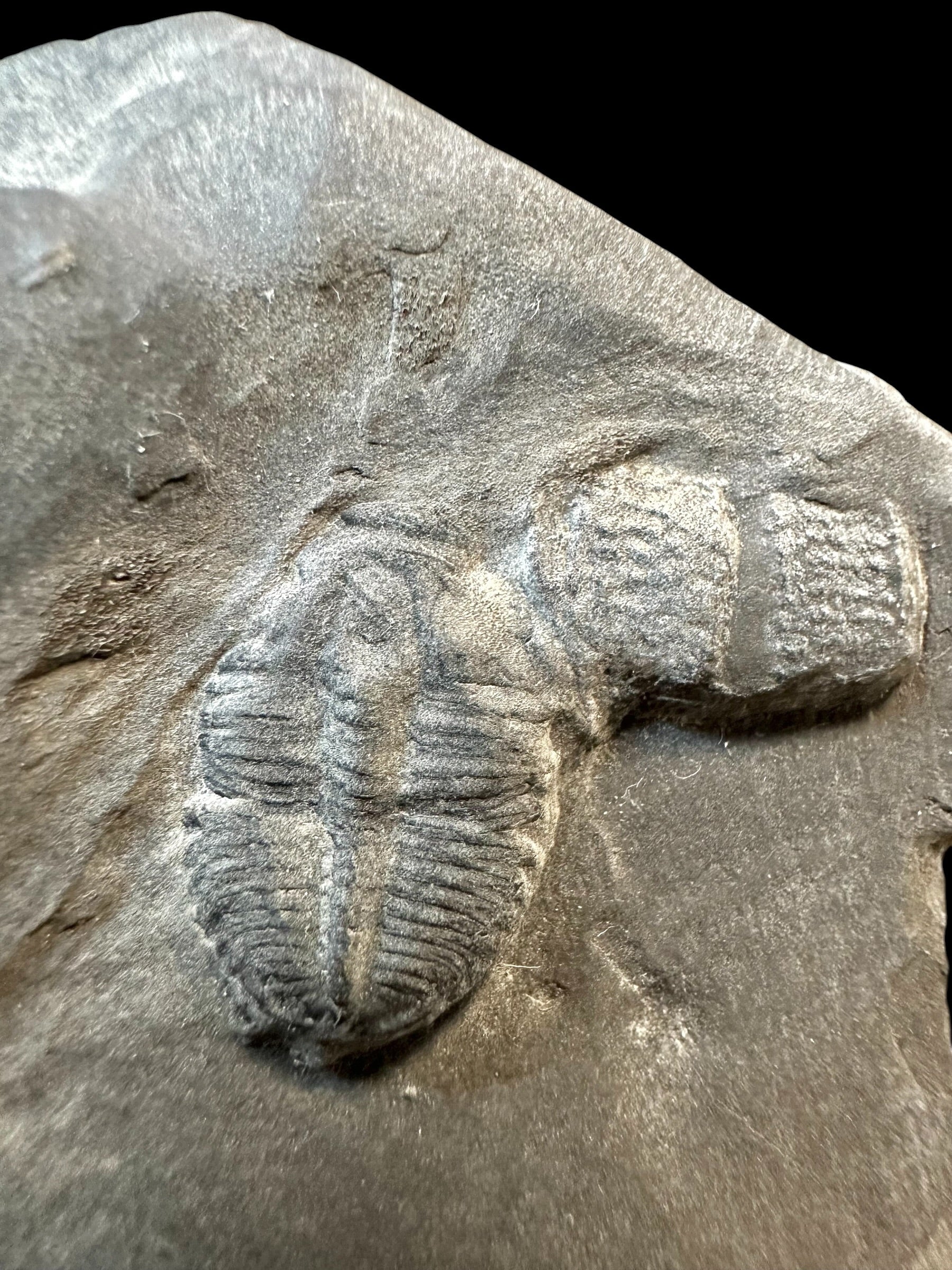 Trilobite Elrathia Kingii – Utah, USA - TUSA18