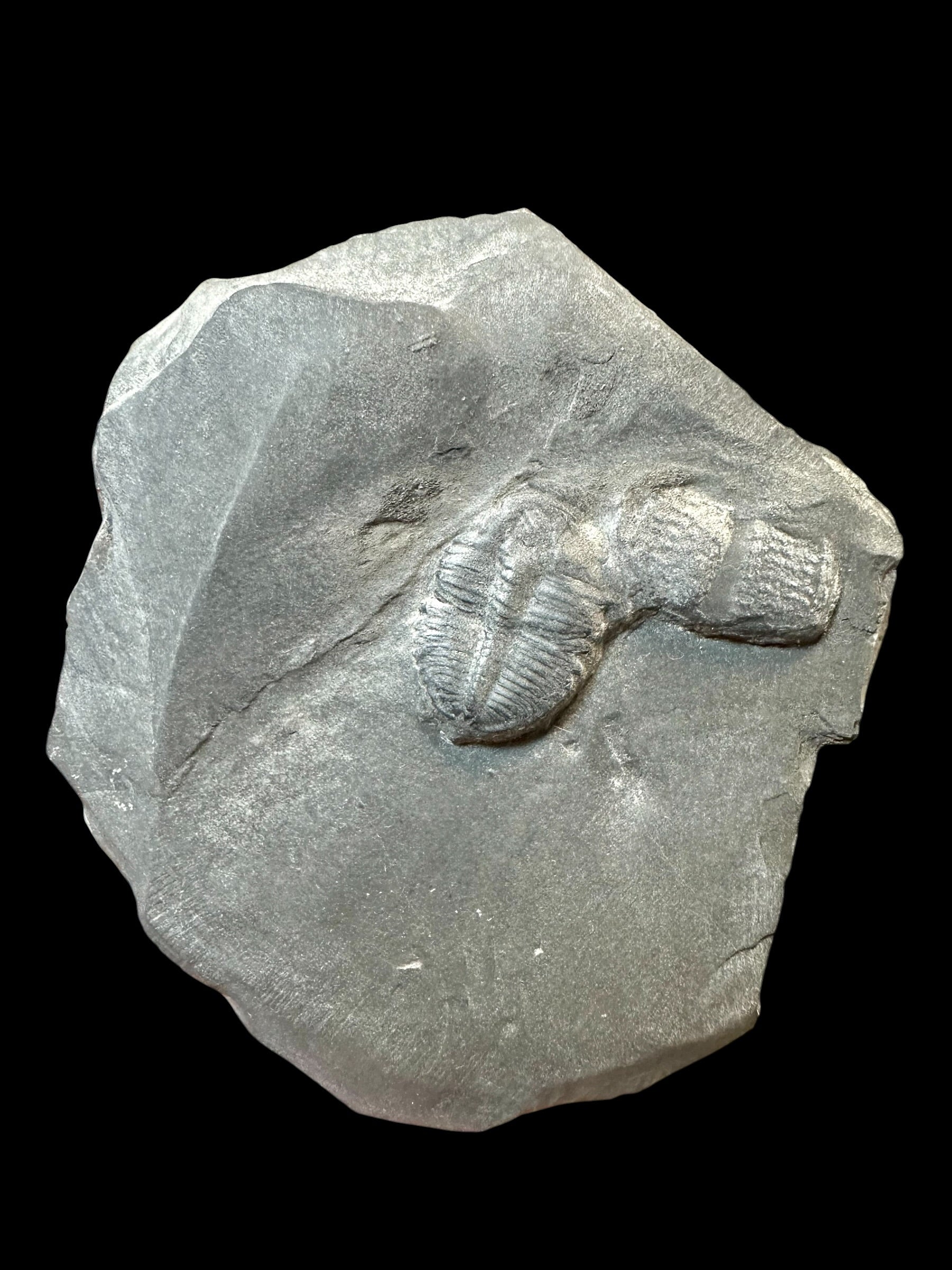 Trilobite Elrathia Kingii – Utah, USA