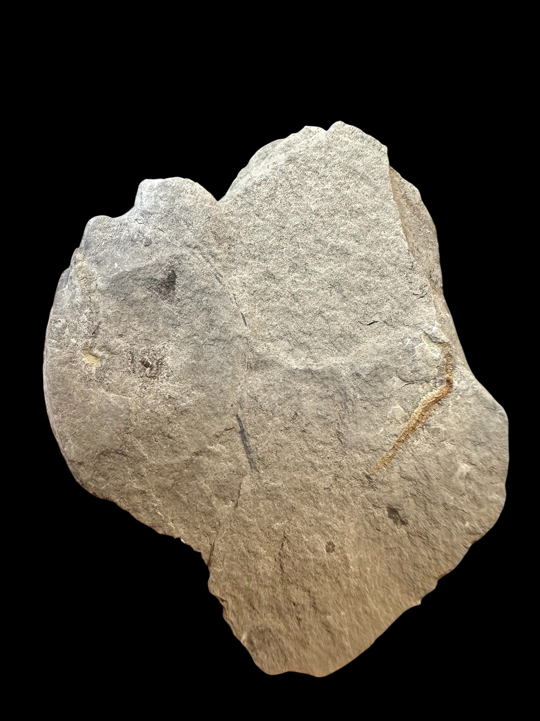 Trilobite Elrathia Kingii – Utah, USA - TUSA19
