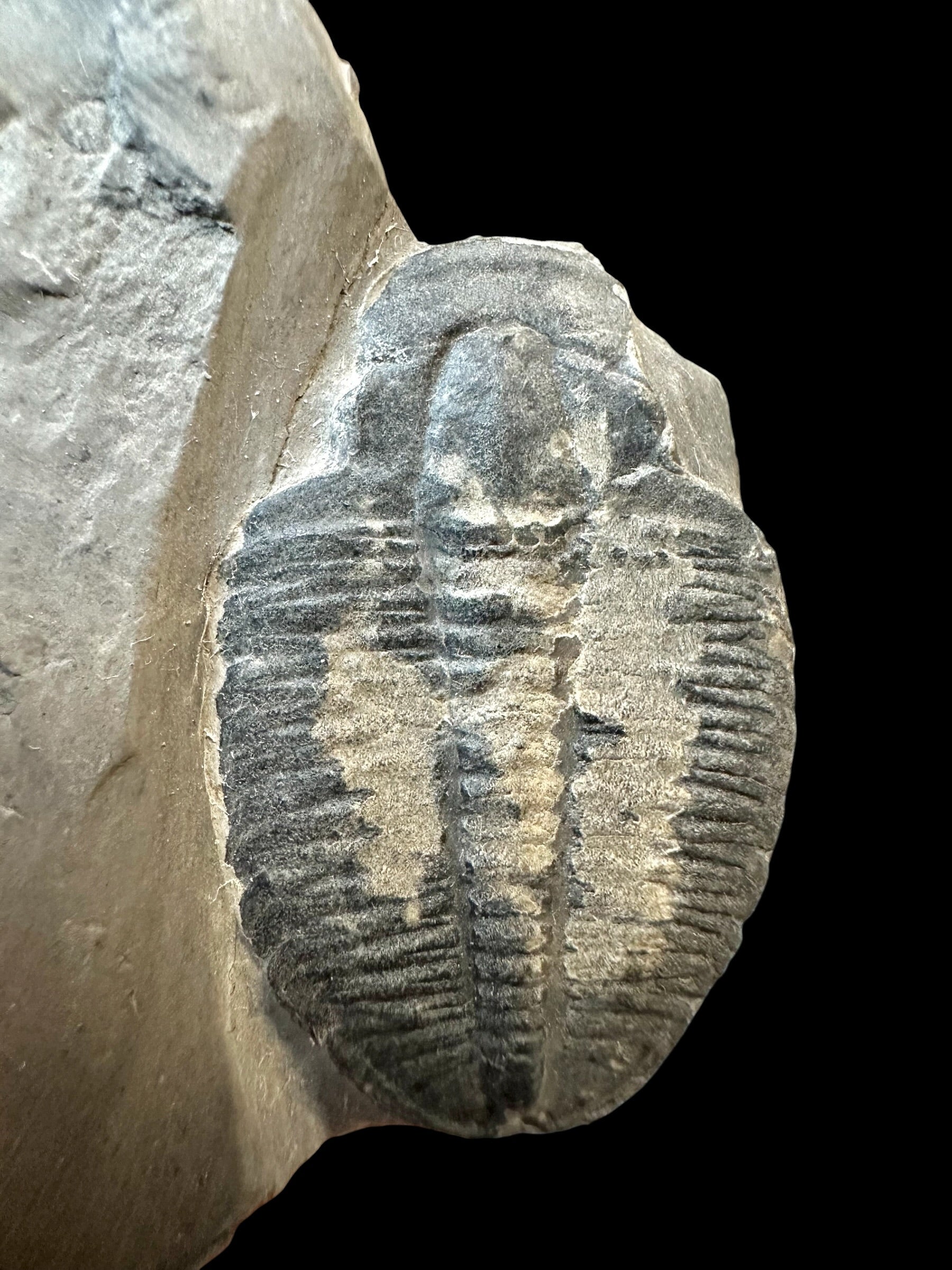 Trilobite Elrathia Kingii – Utah, USA - TUSA19