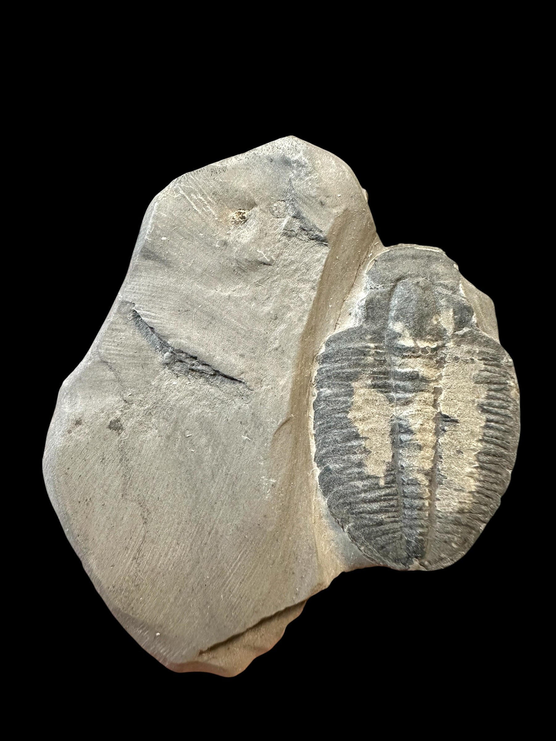 Trilobite Elrathia Kingii – Utah, USA
