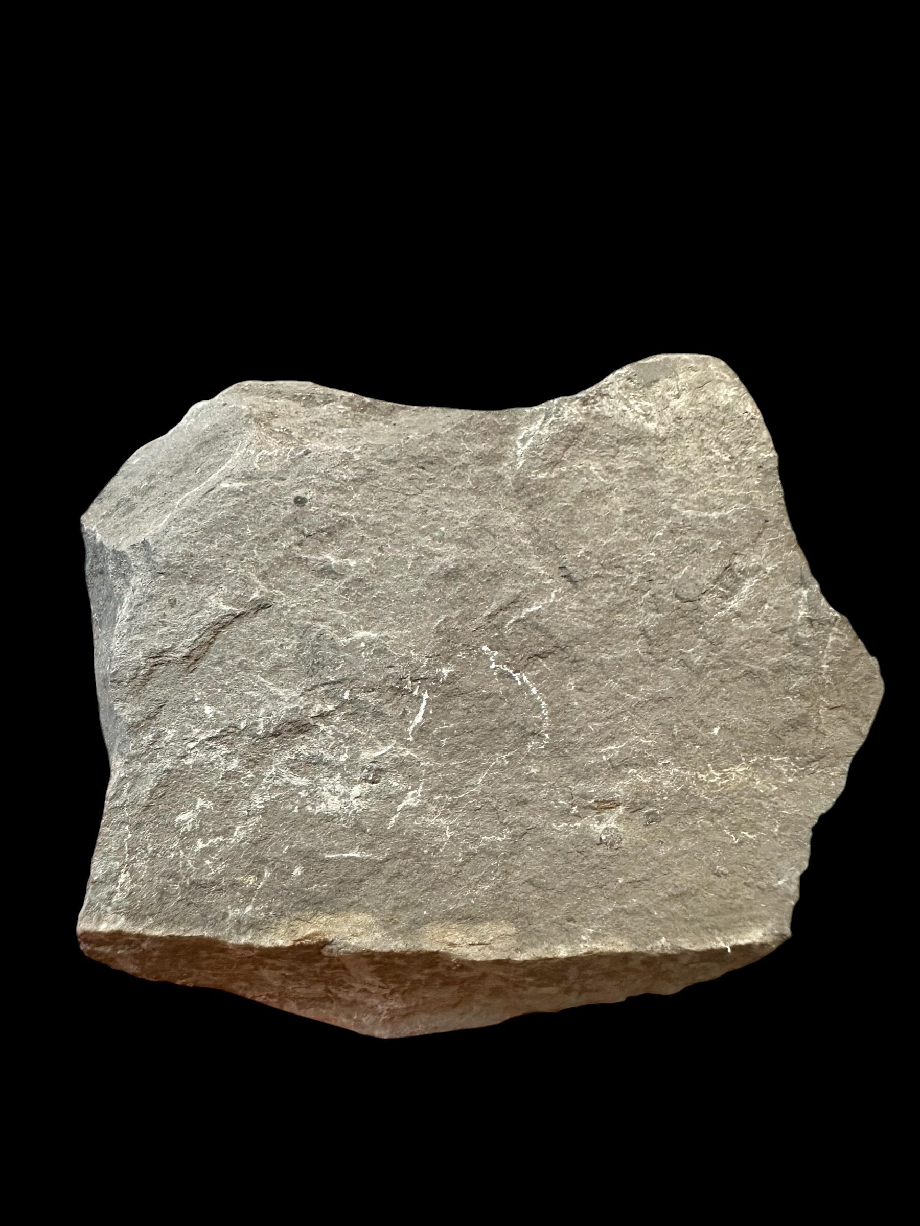 Trilobite Elrathia Kingii – Utah, USA - TUSA20