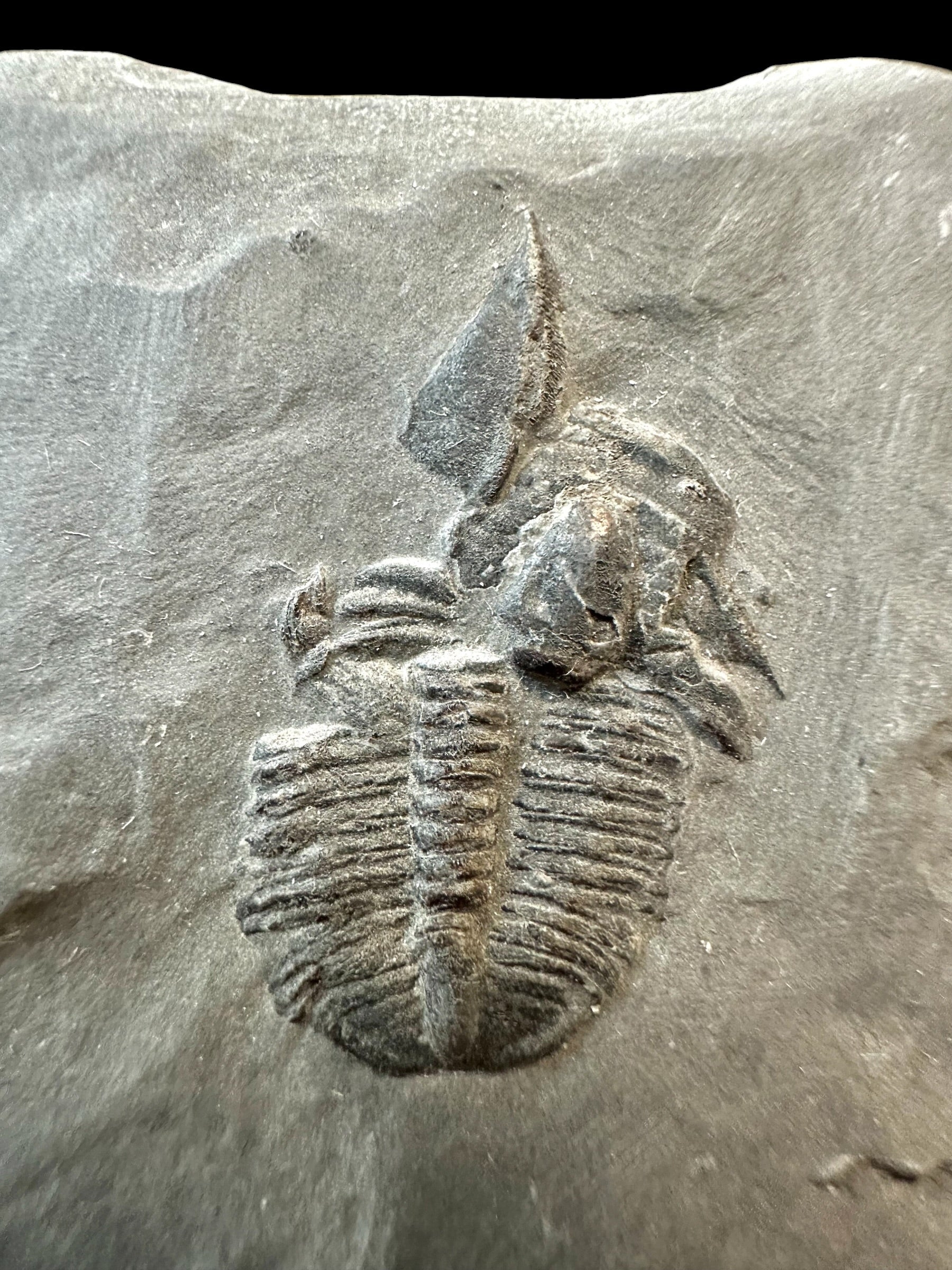 Trilobite Elrathia Kingii – Utah, USA - TUSA20