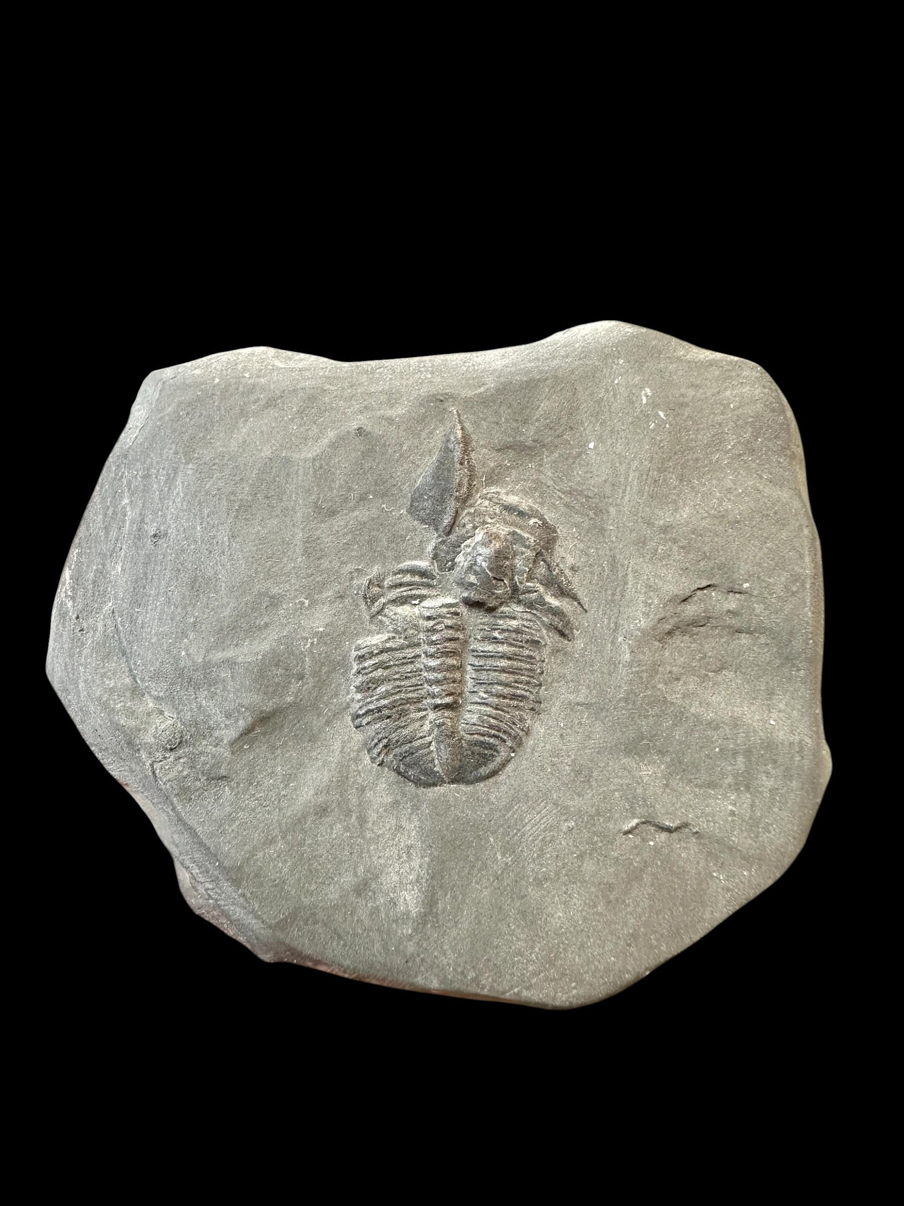 Trilobite Elrathia Kingii – Utah, USA
