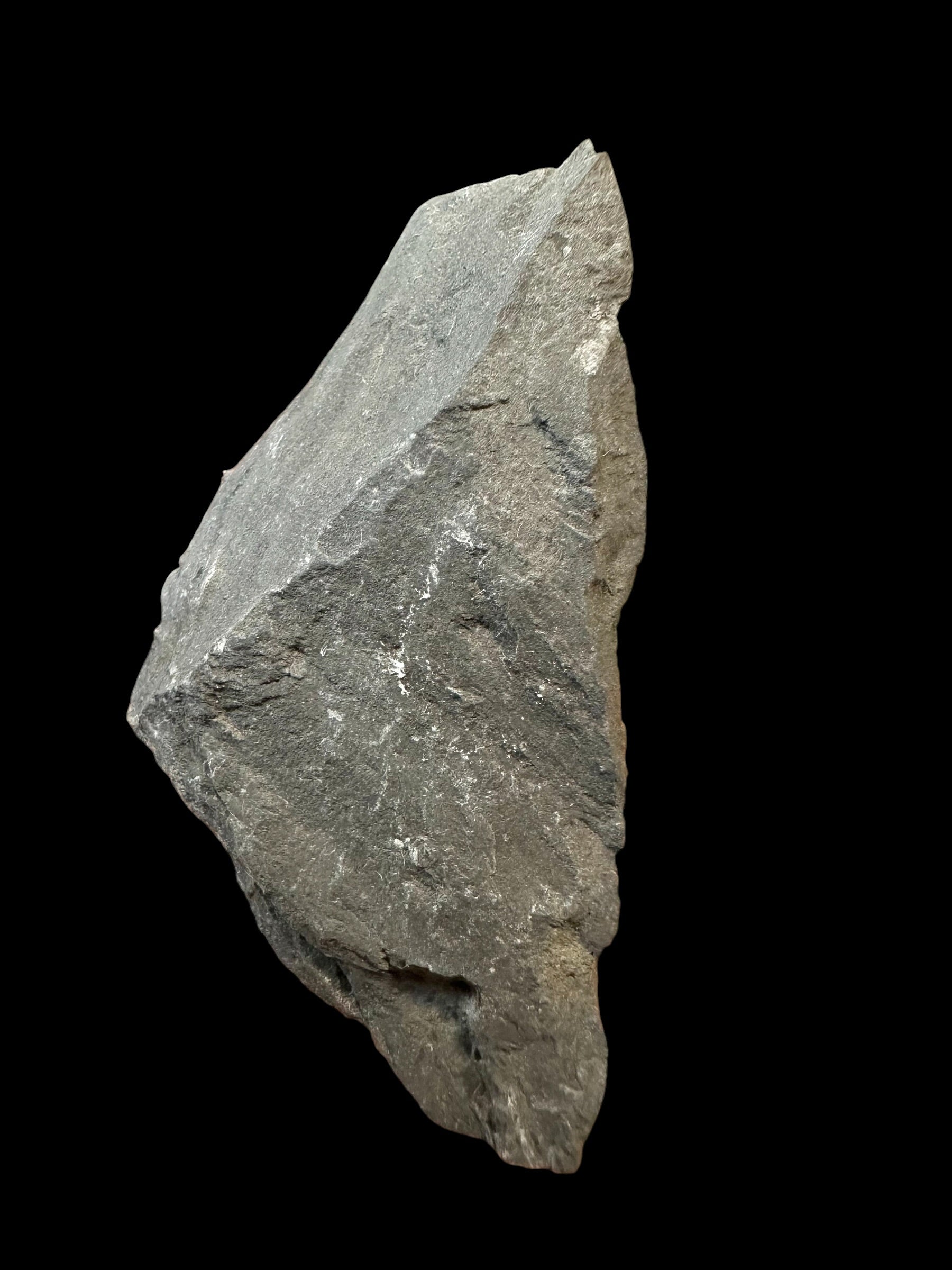 Trilobite Elrathia Kingii – Utah, USA - TUSA21