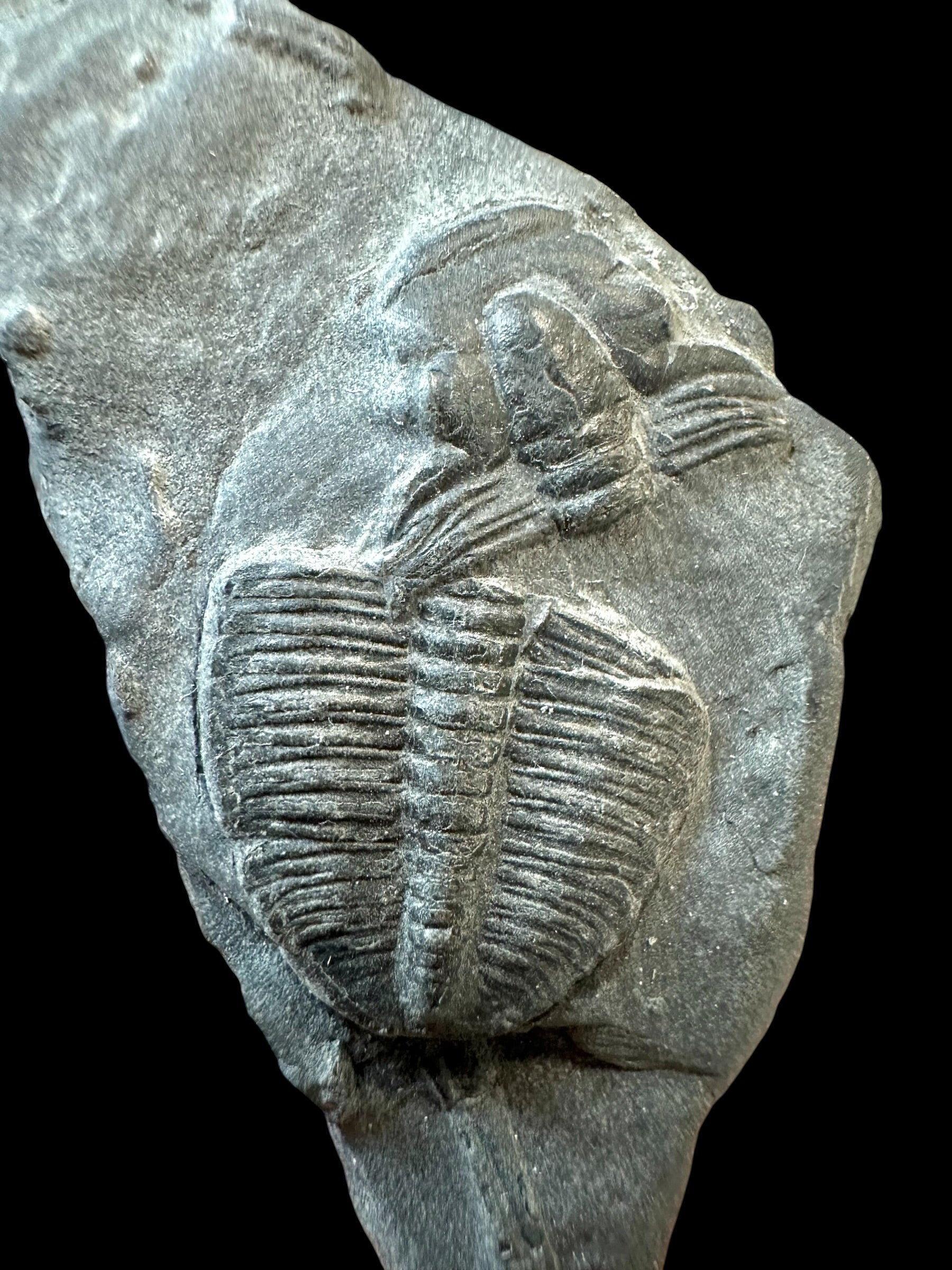 Trilobite Elrathia Kingii – Utah, USA - TUSA21