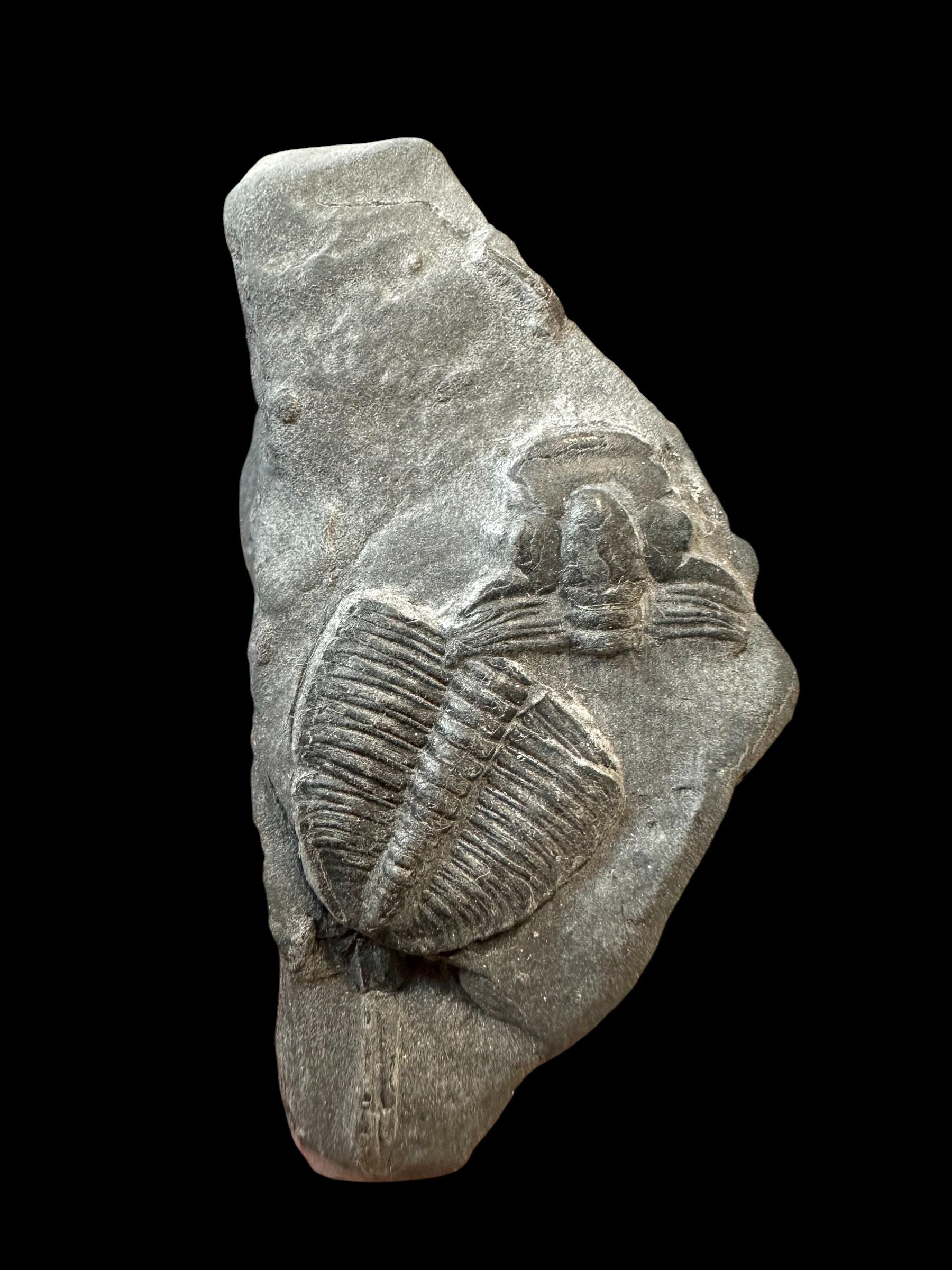Trilobite Elrathia Kingii – Utah, USA