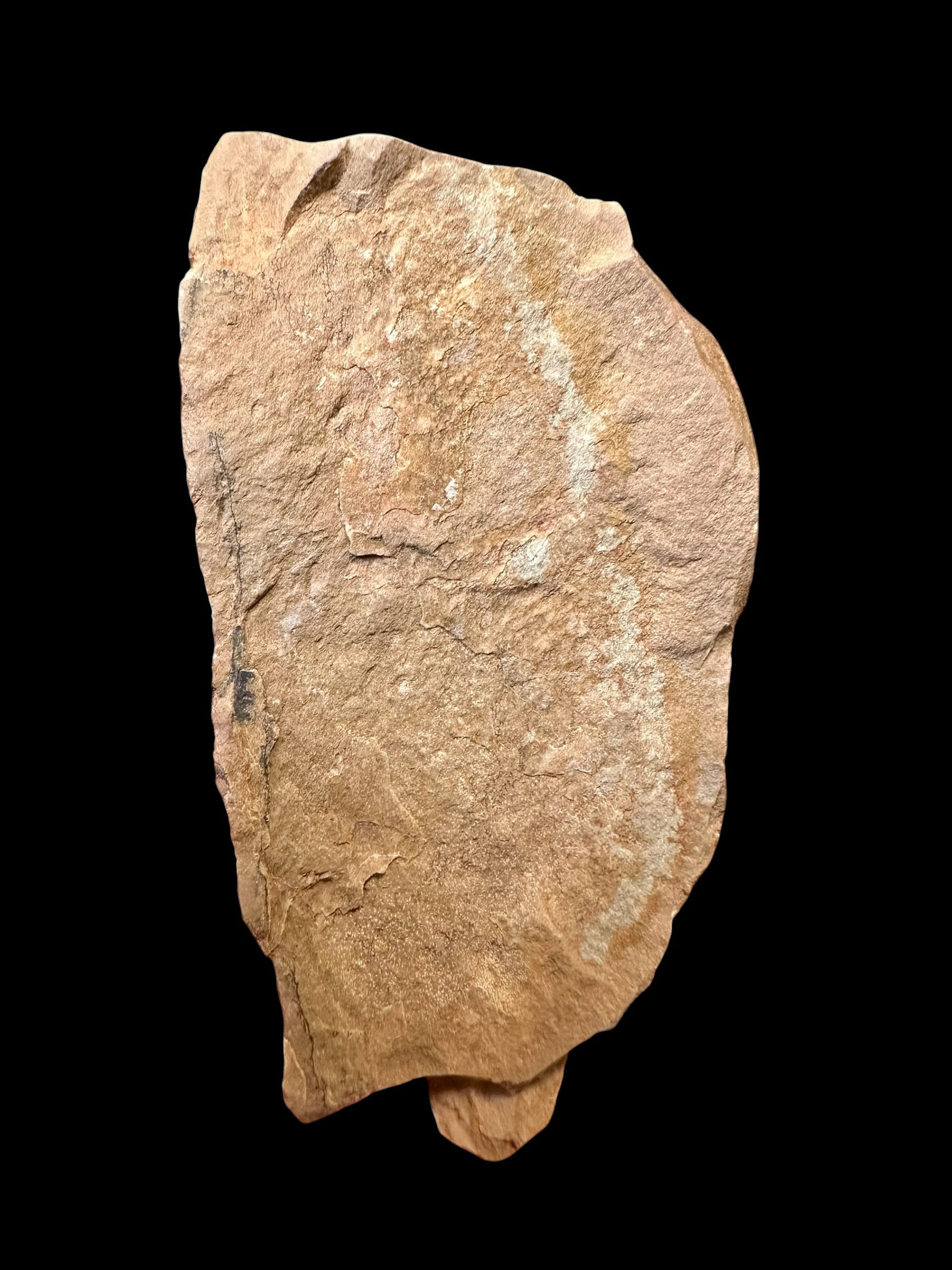 Trilobite Elrathia Kingii – Utah, USA - TUSA22