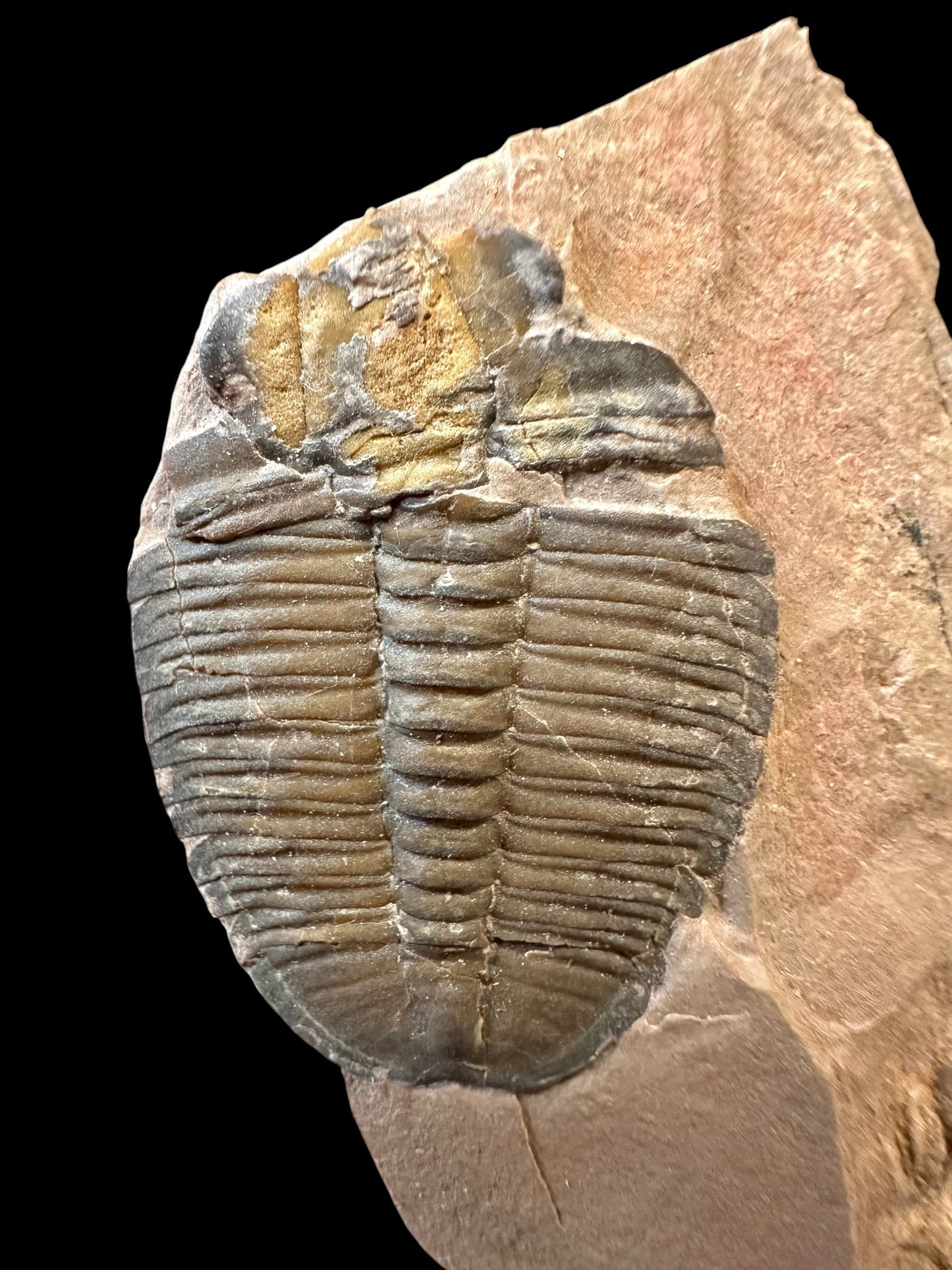 Trilobite Elrathia Kingii – Utah, USA - TUSA22