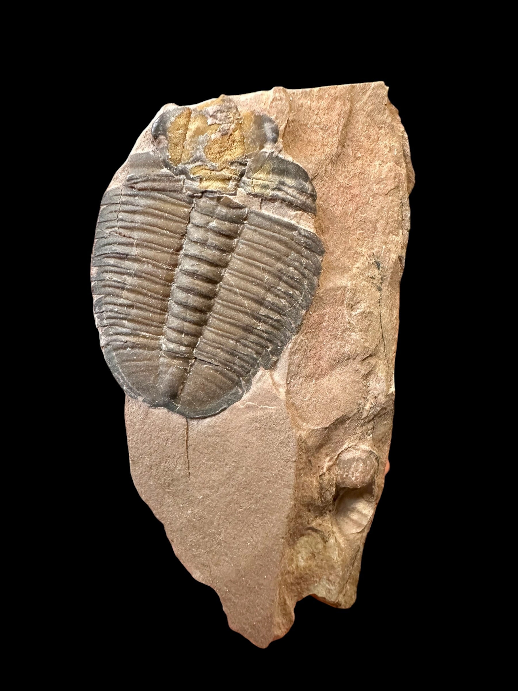 Trilobite Elrathia Kingii – Utah, USA