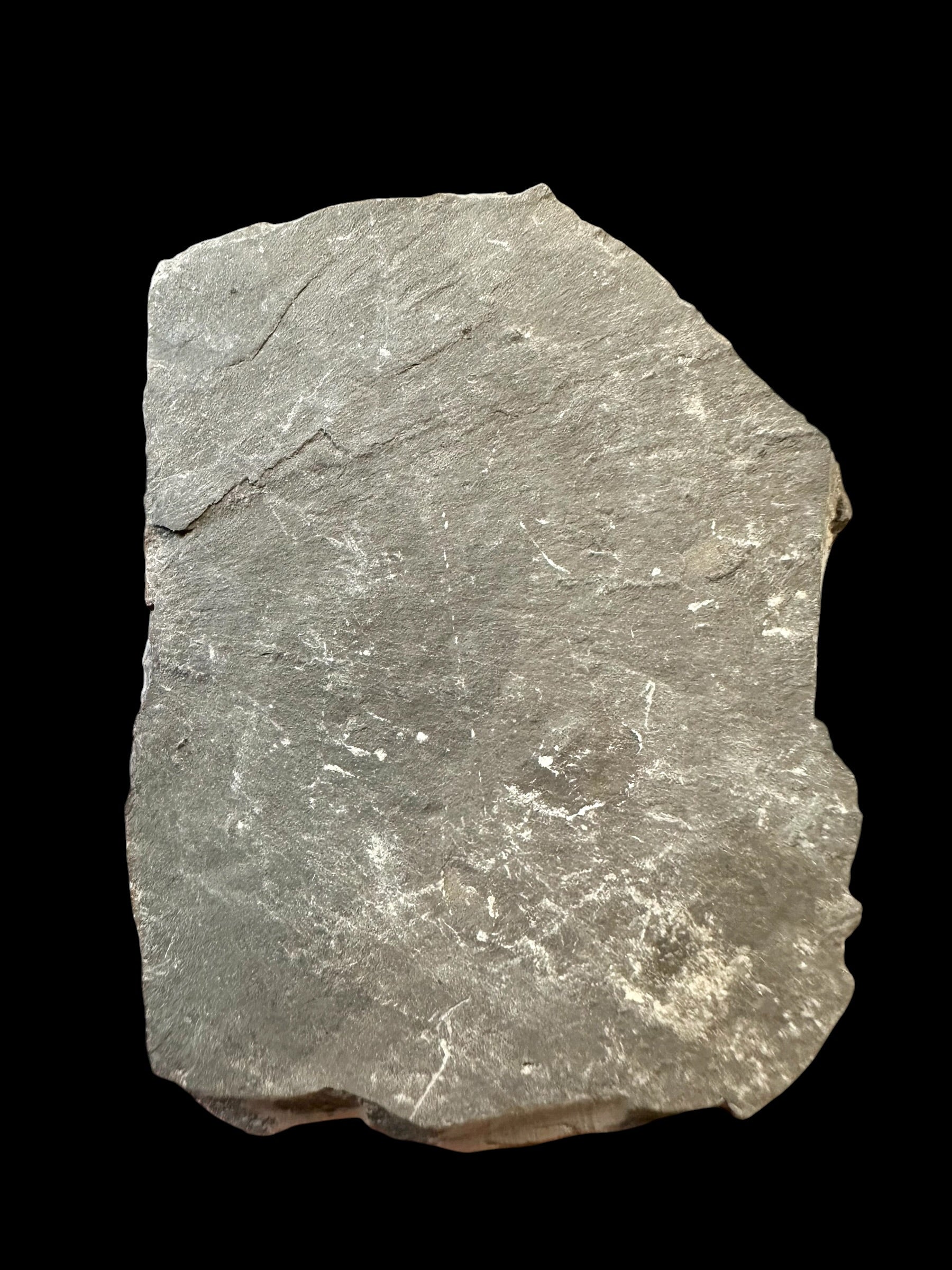 Trilobite Elrathia Kingii – Utah, USA - TUSA23