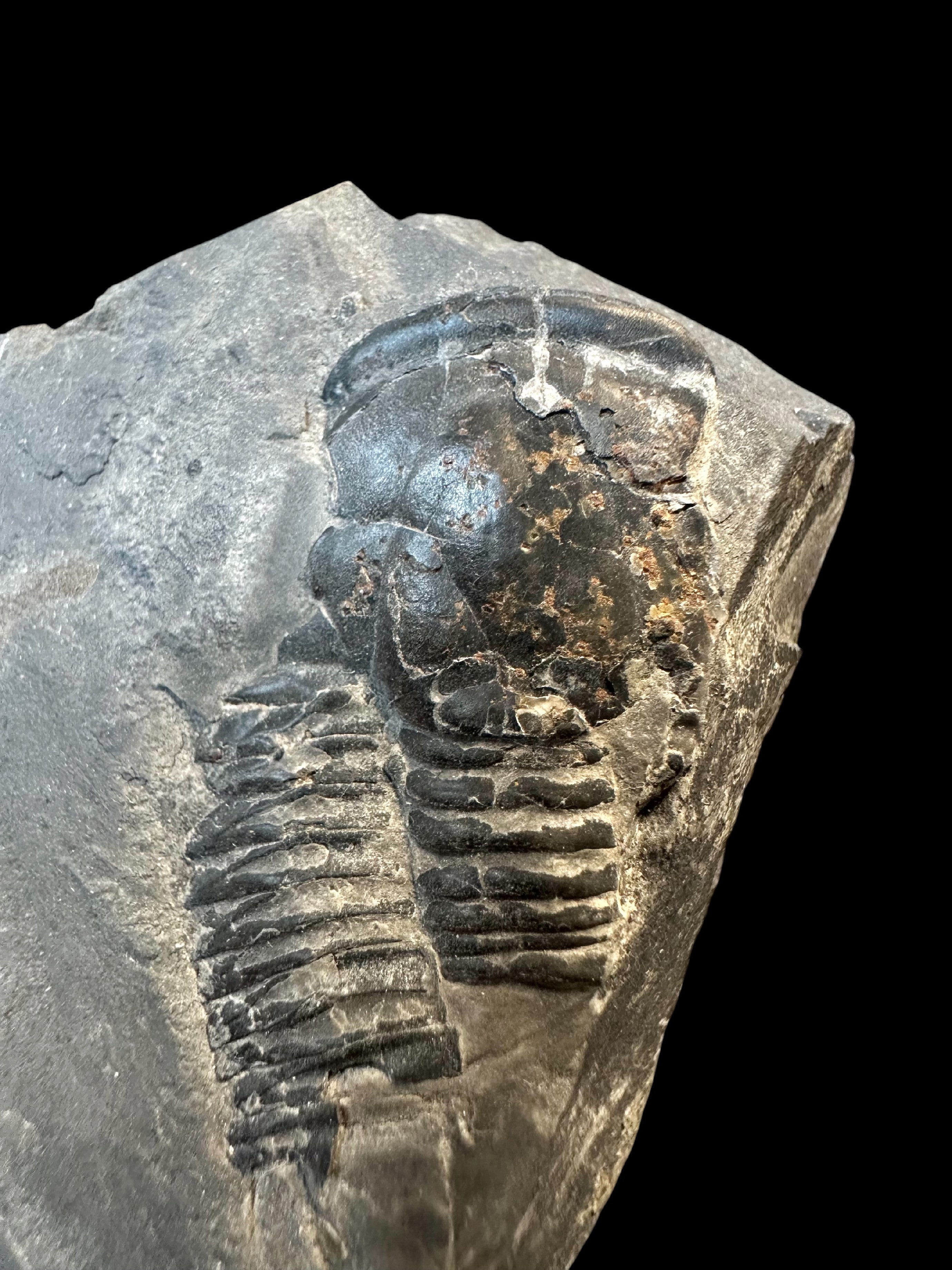 Trilobite Elrathia Kingii – Utah, USA - TUSA23