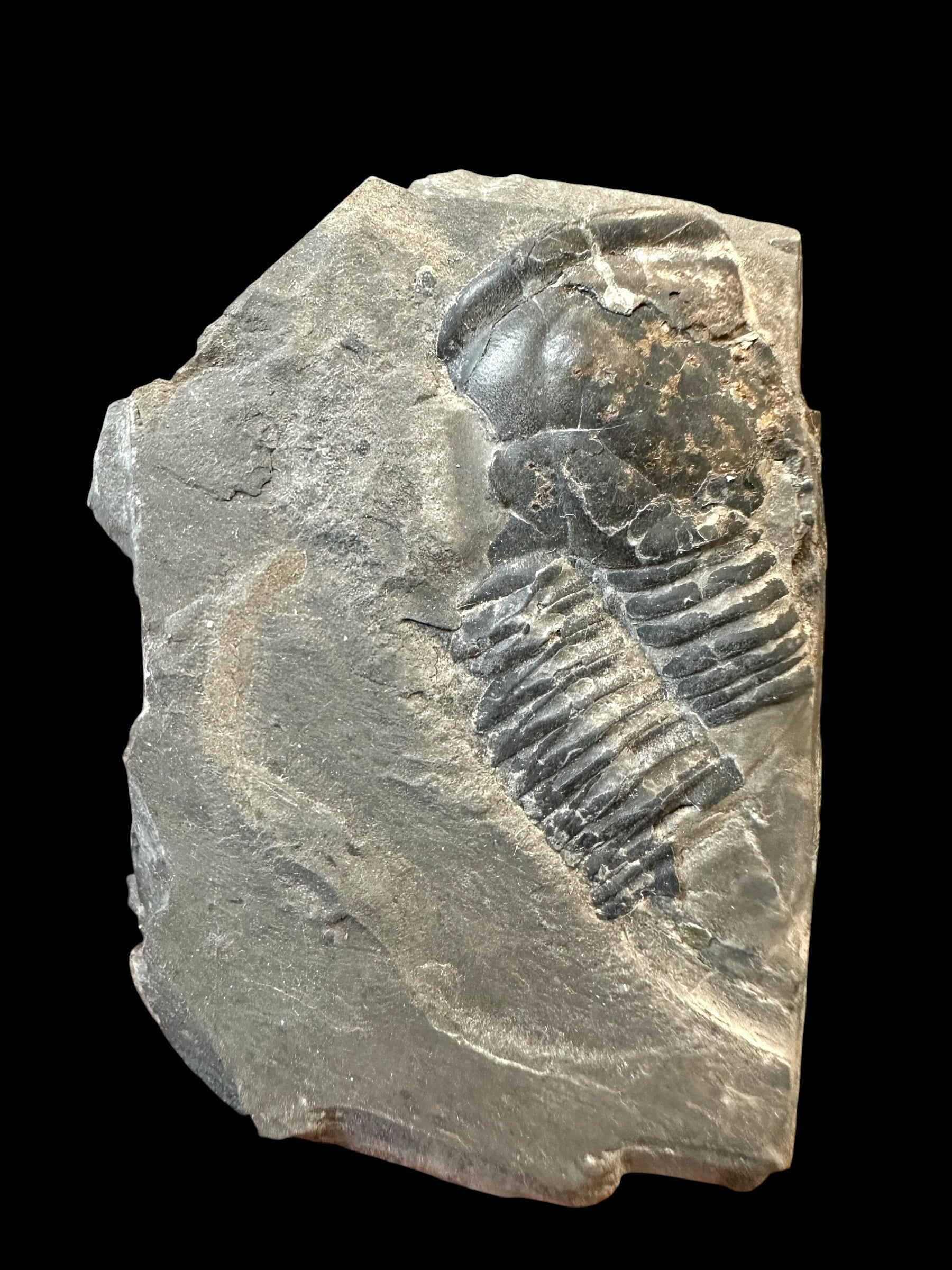 Trilobite Elrathia Kingii – Utah, USA