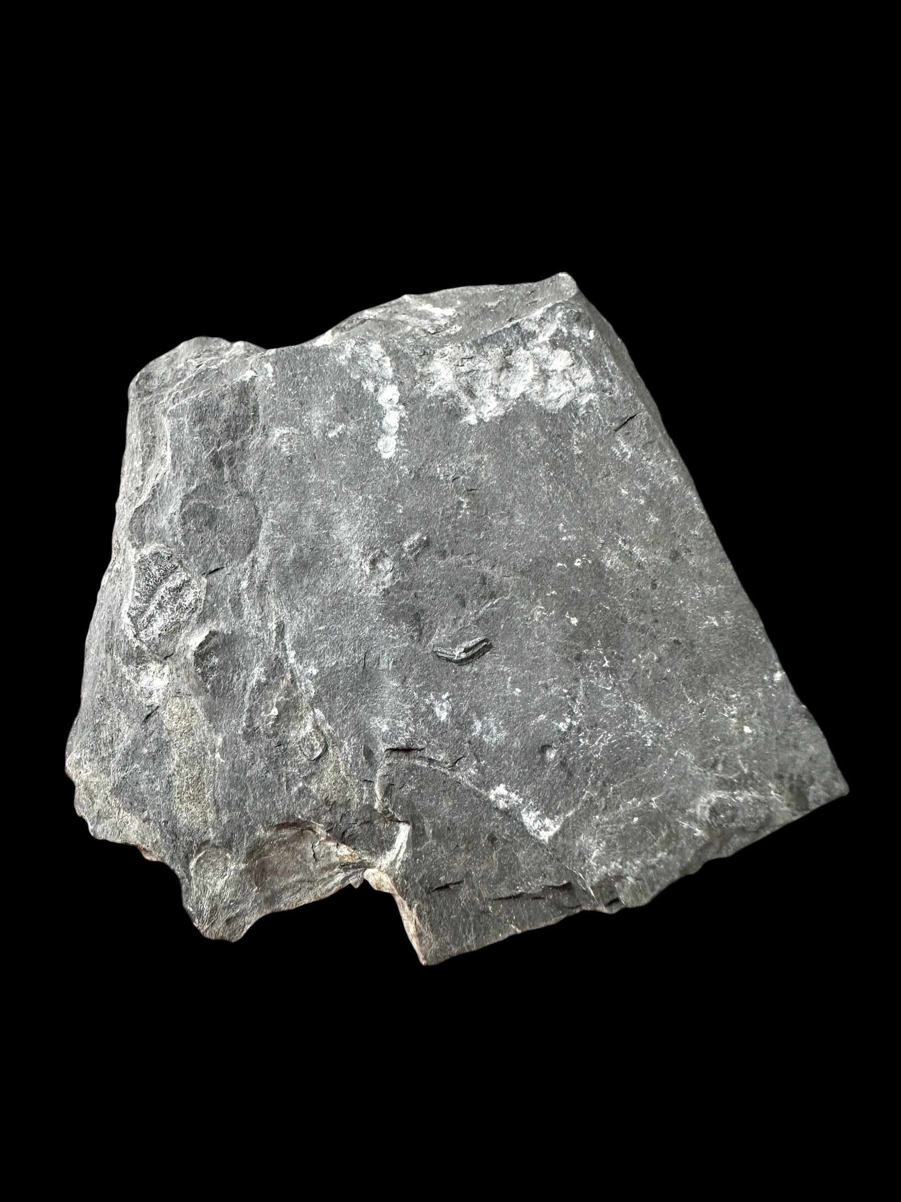 Trilobite Elrathia Kingii – Utah, USA - TUSA24