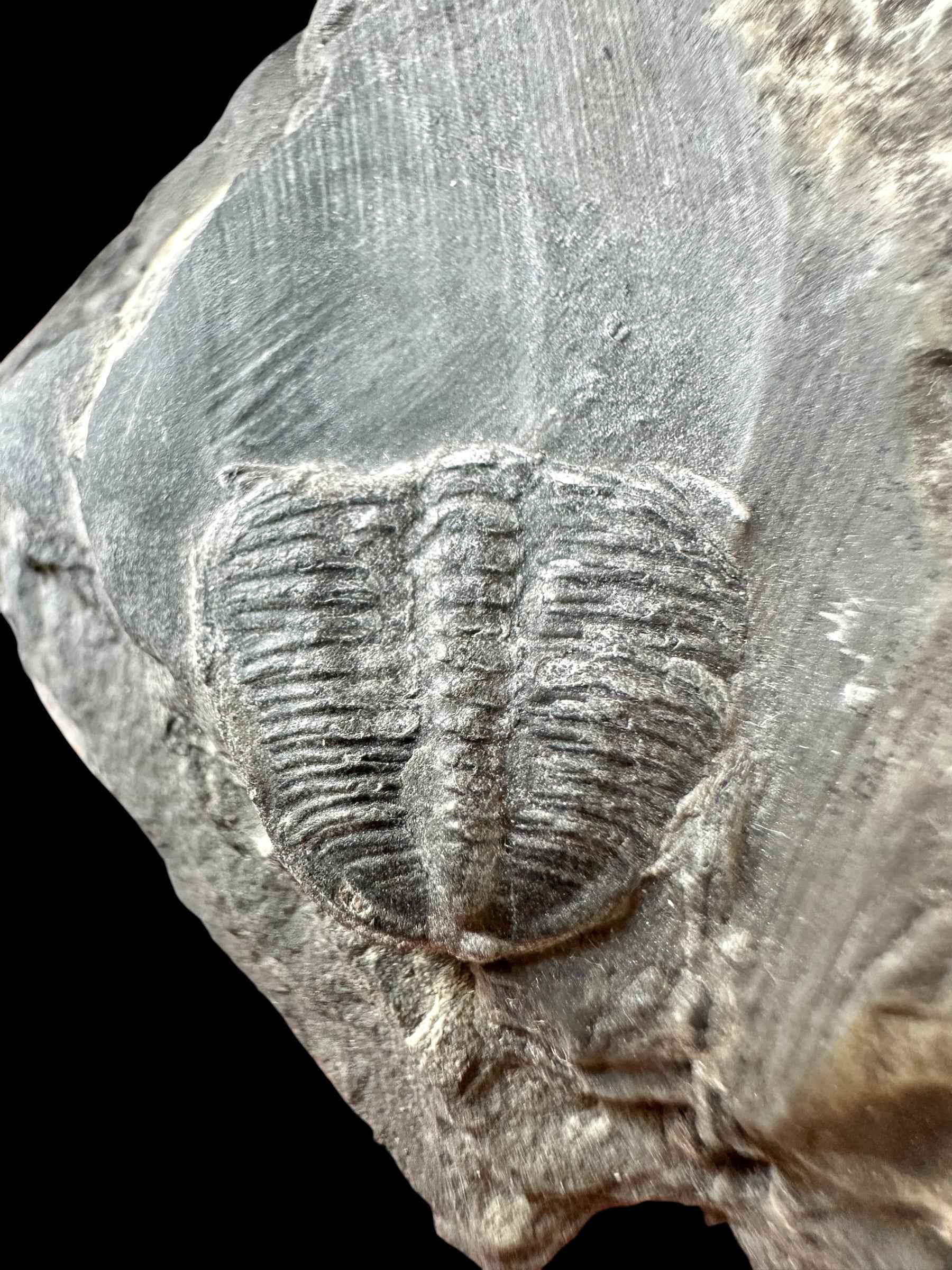 Trilobite Elrathia Kingii – Utah, USA - TUSA24