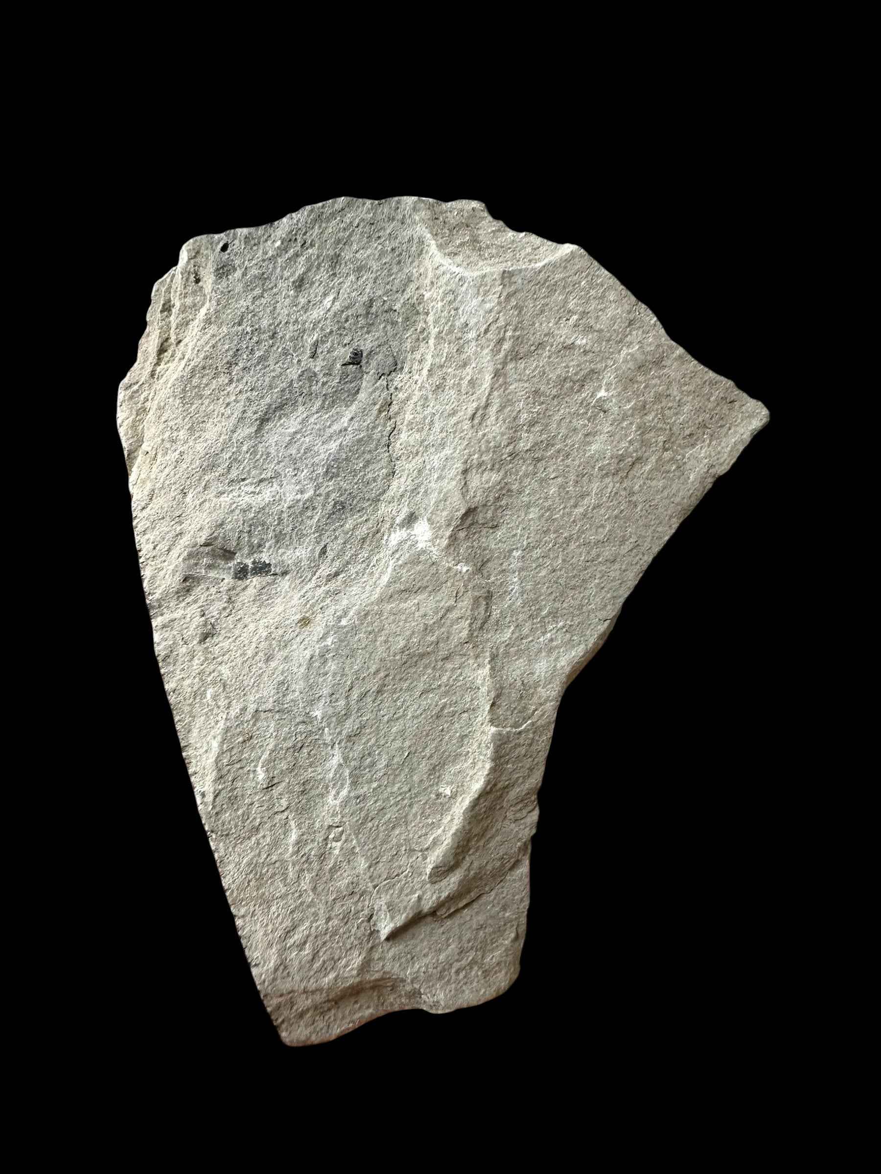 Trilobite Elrathia Kingii – Utah, USA - TUSA25