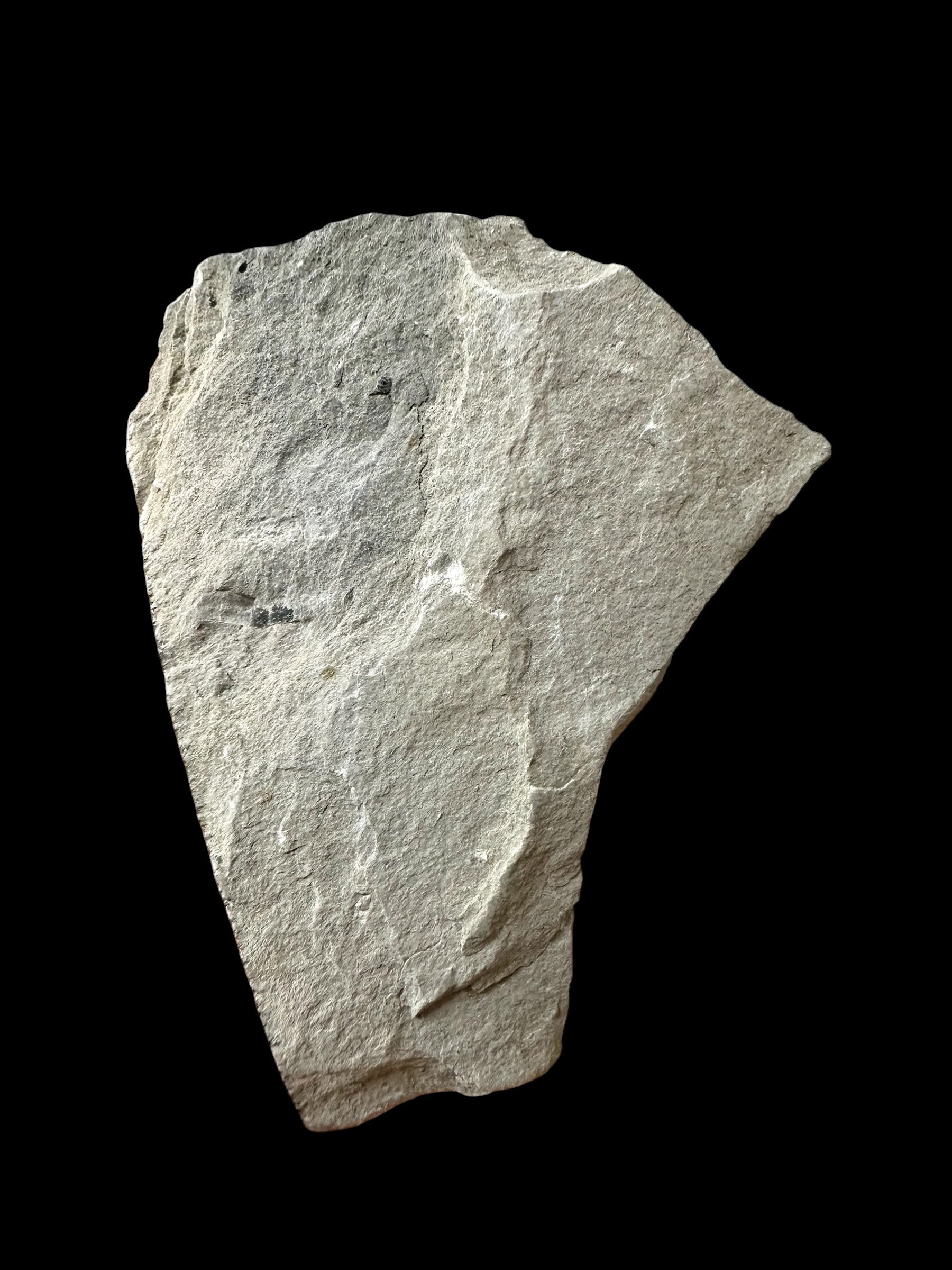 Trilobite Elrathia Kingii – Utah, USA - TUSA25