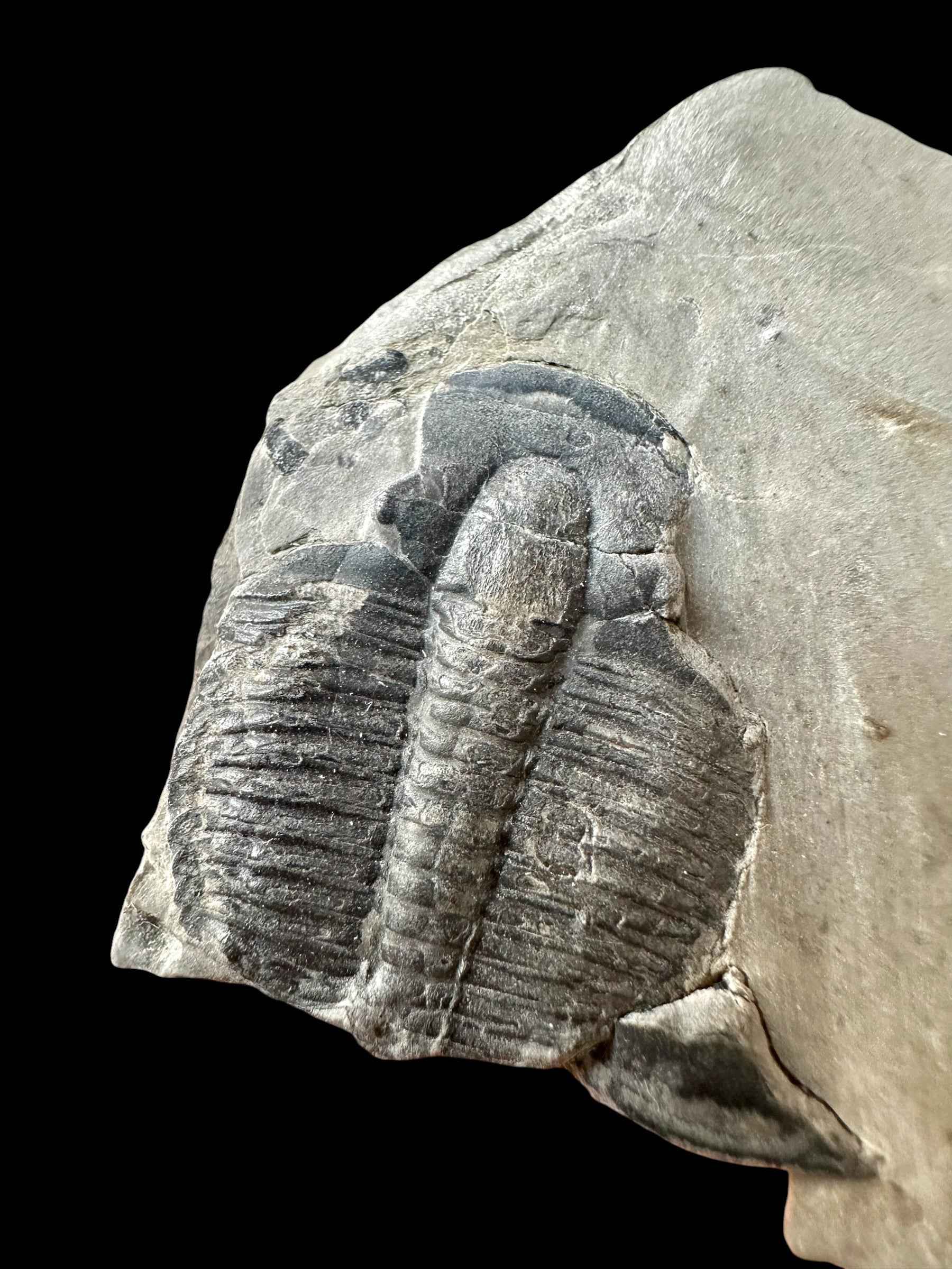 Trilobite Elrathia Kingii – Utah, USA - TUSA25