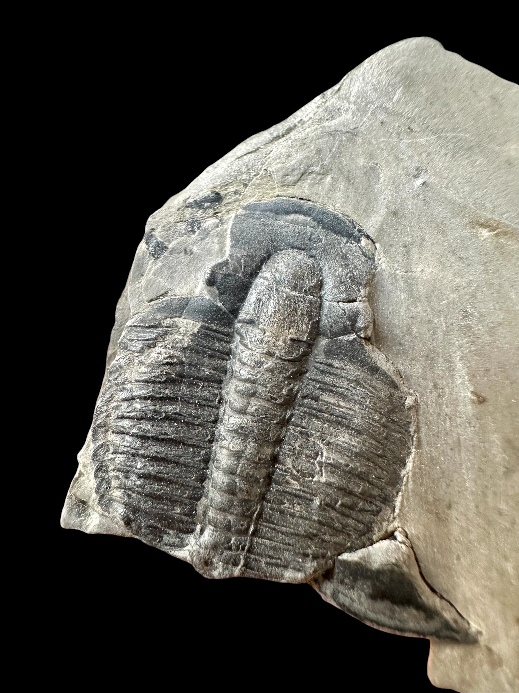 Trilobite Elrathia Kingii – Utah, USA - TUSA25