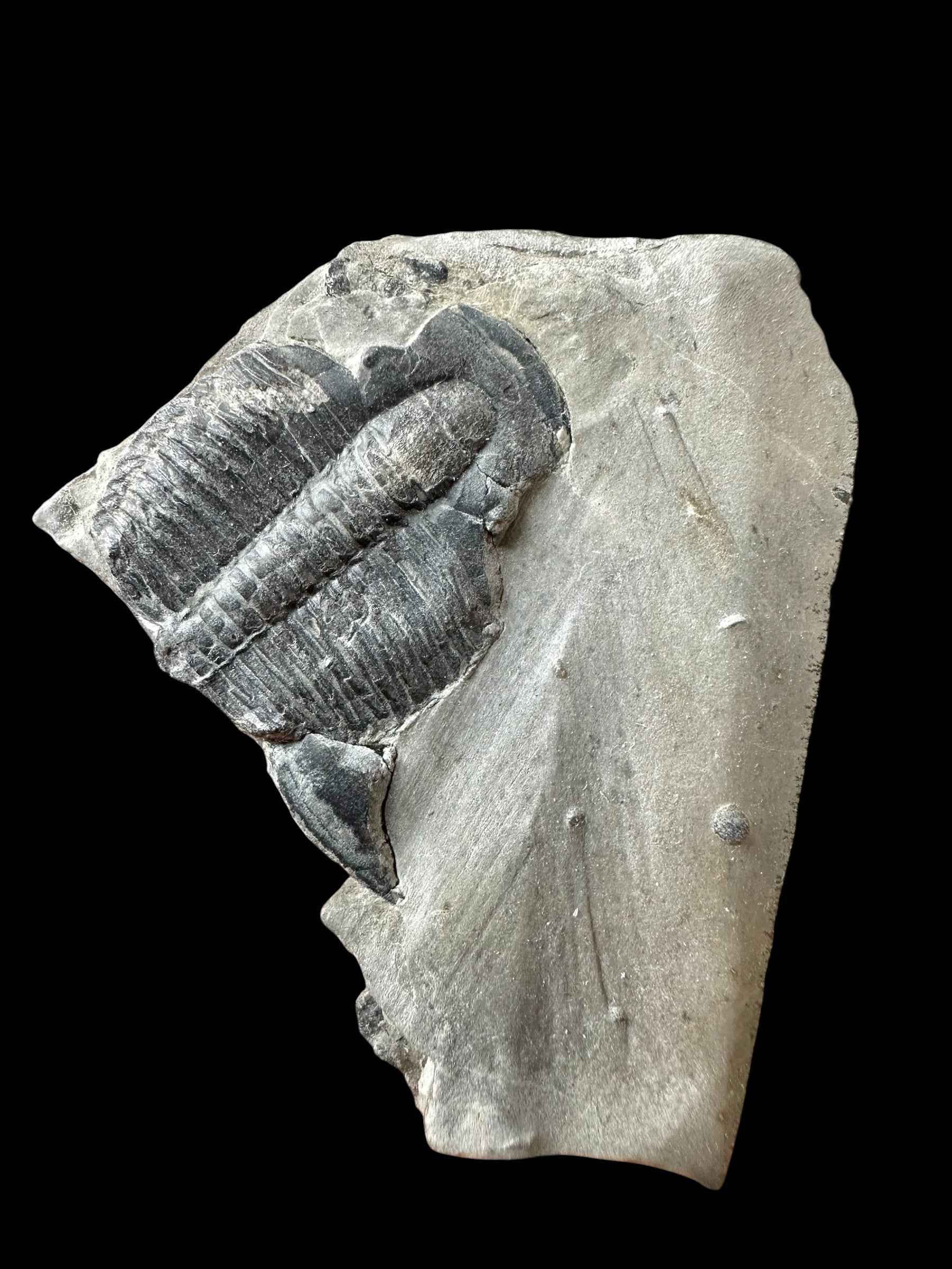 Trilobite Elrathia Kingii – Utah, USA - TUSA25