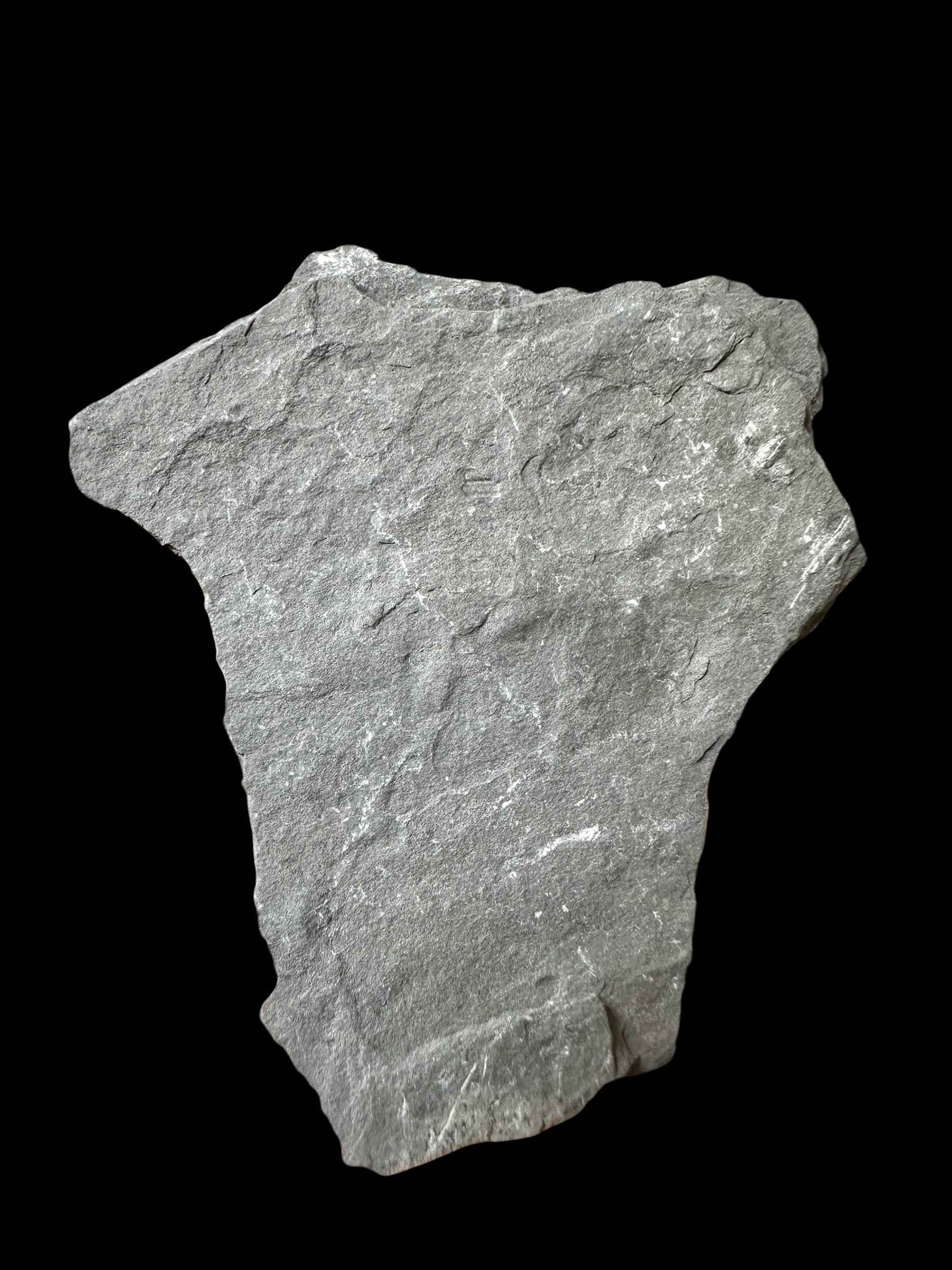 Trilobite Elrathia Kingii – Utah, USA - TUSA26