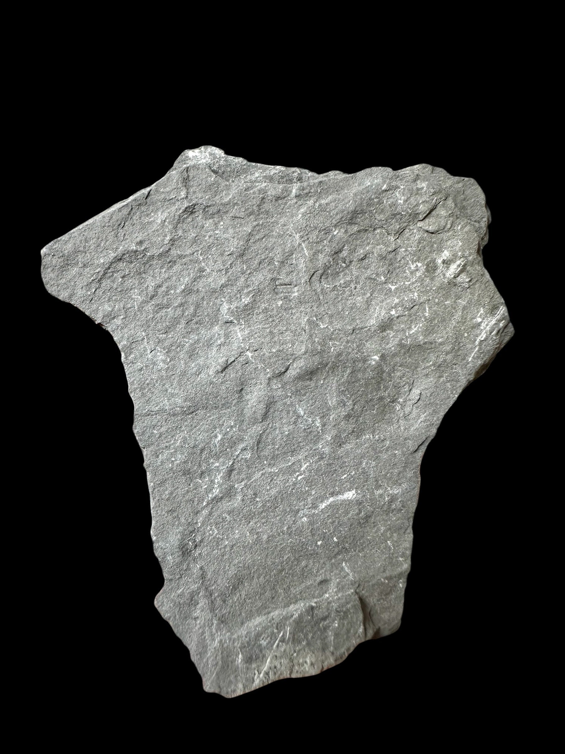 Trilobite Elrathia Kingii – Utah, USA - TUSA26