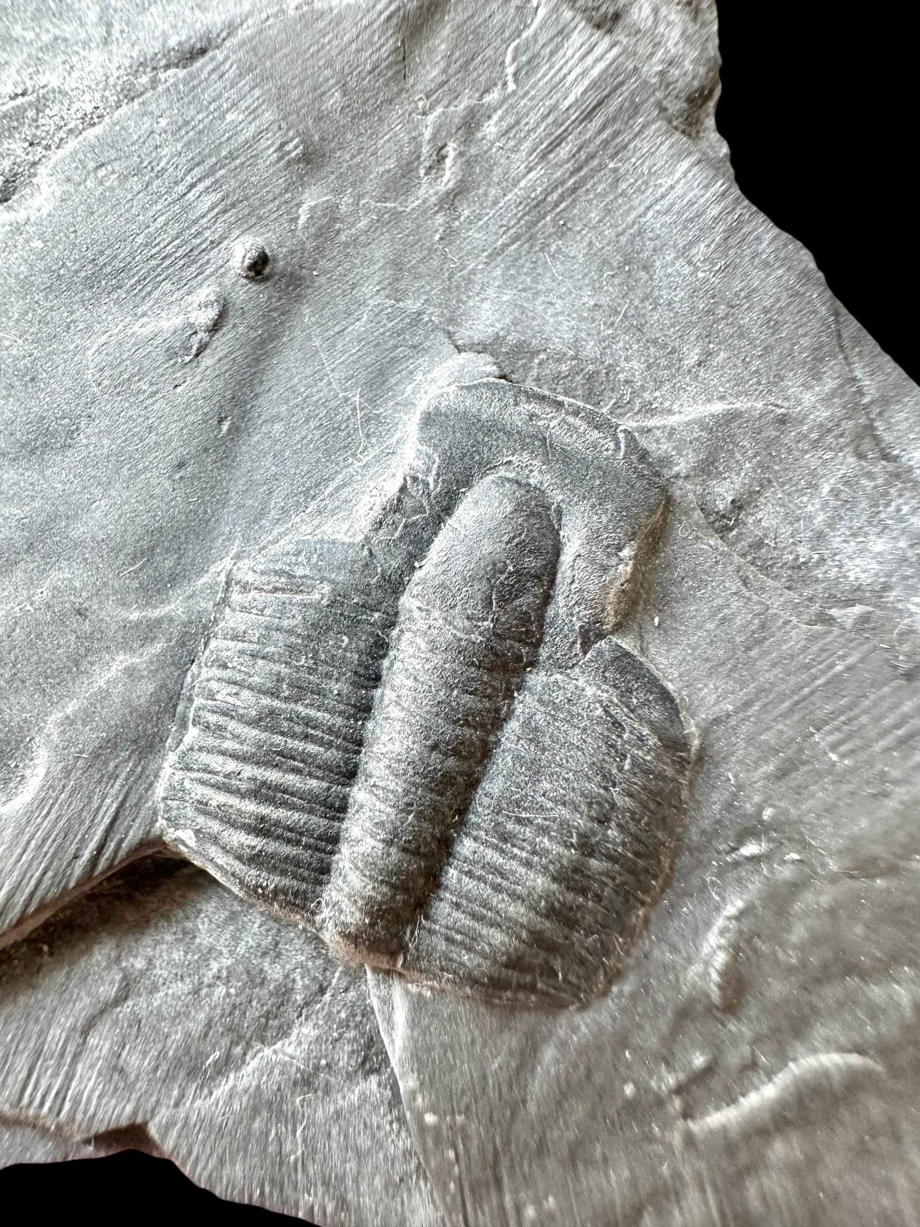 Trilobite Elrathia Kingii – Utah, USA - TUSA26