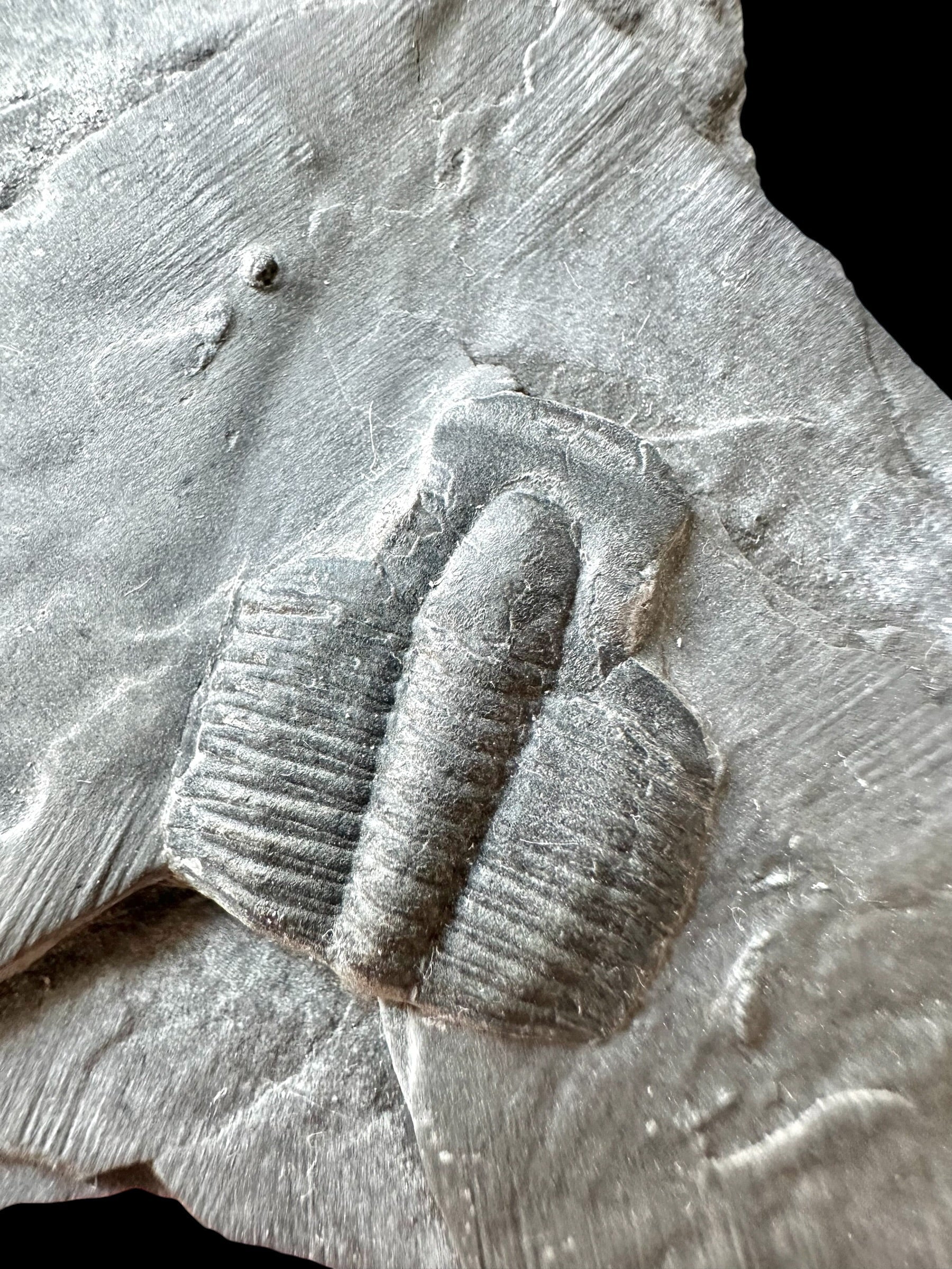 Trilobite Elrathia Kingii – Utah, USA - TUSA26