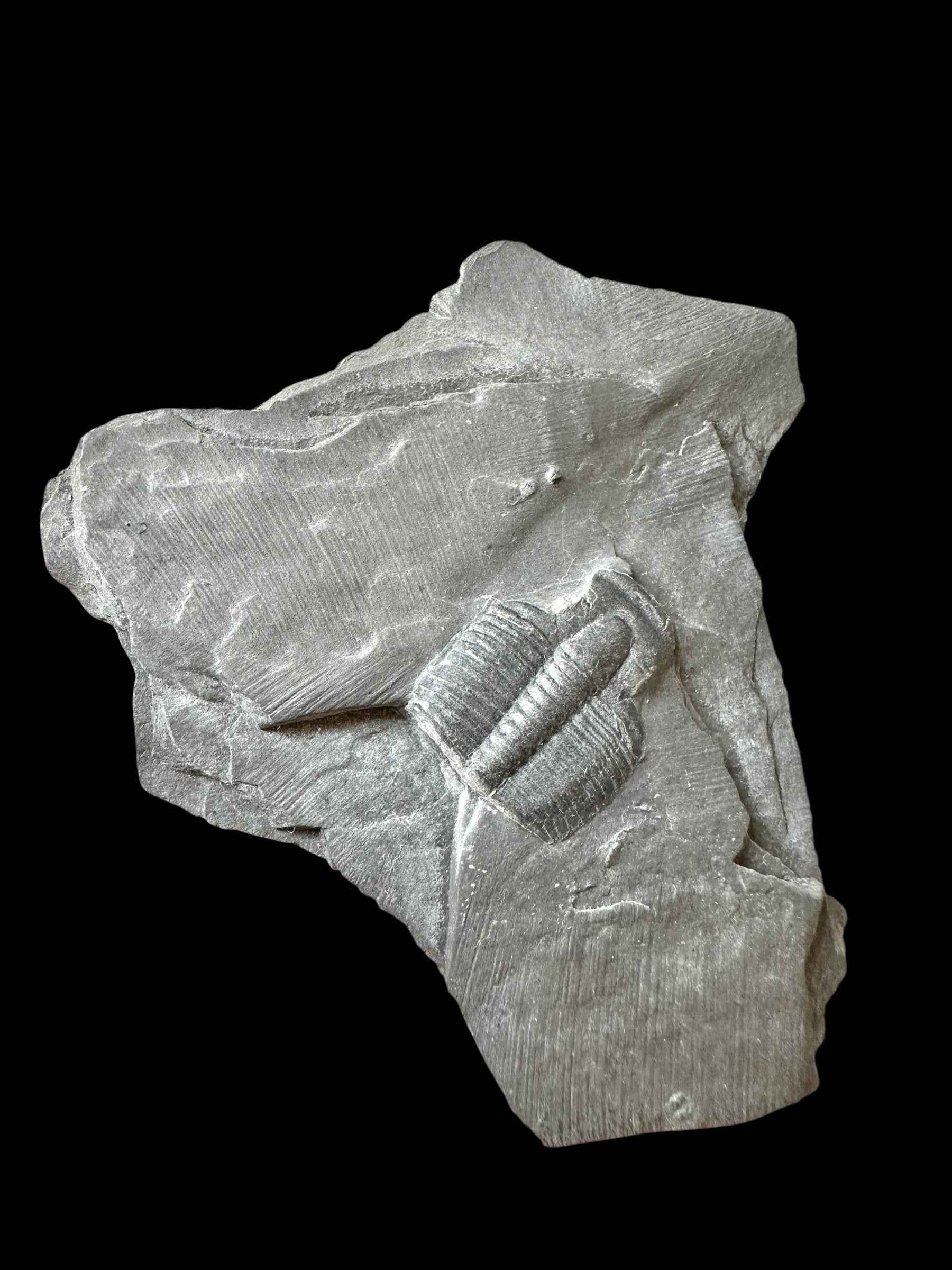 Trilobite Elrathia Kingii – Utah, USA - TUSA26